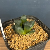 ハオルチア　ブリンジー【224】