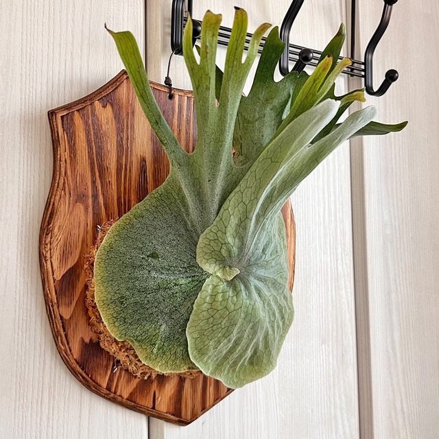 ビカクシダ グランデ 板付 【観葉植物 壁掛け コウモリラン】