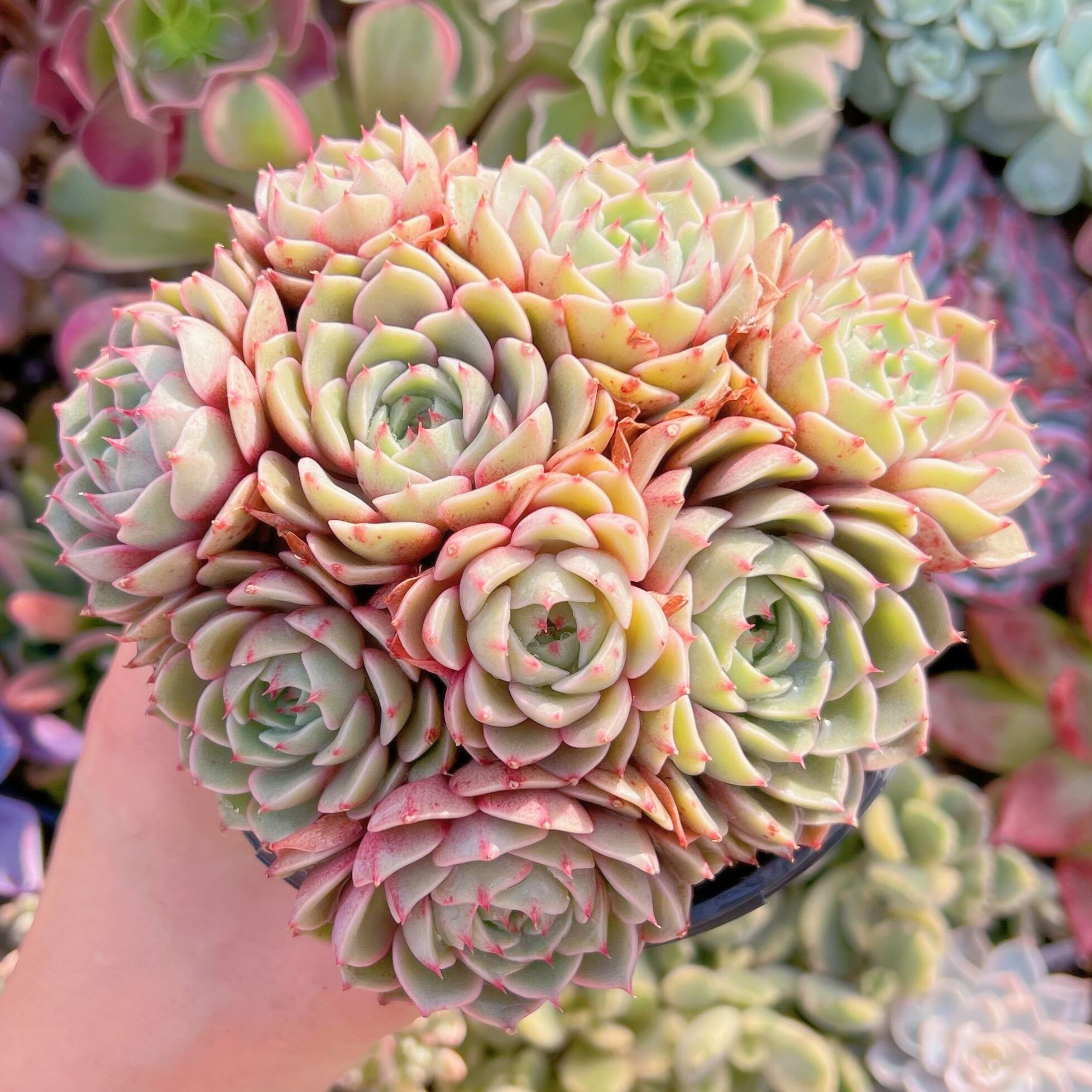 現品　ベンバディス#879   大群生14cm苗　新入荷