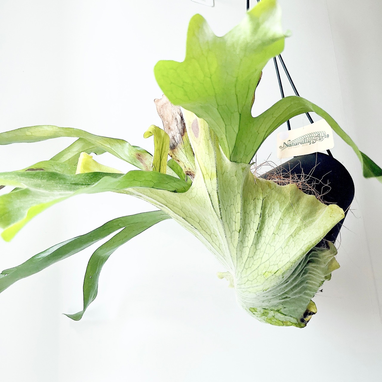 《現品発送》ビカクシダ グランデ コウモリラン ハンギング 観葉植物 calm cafe