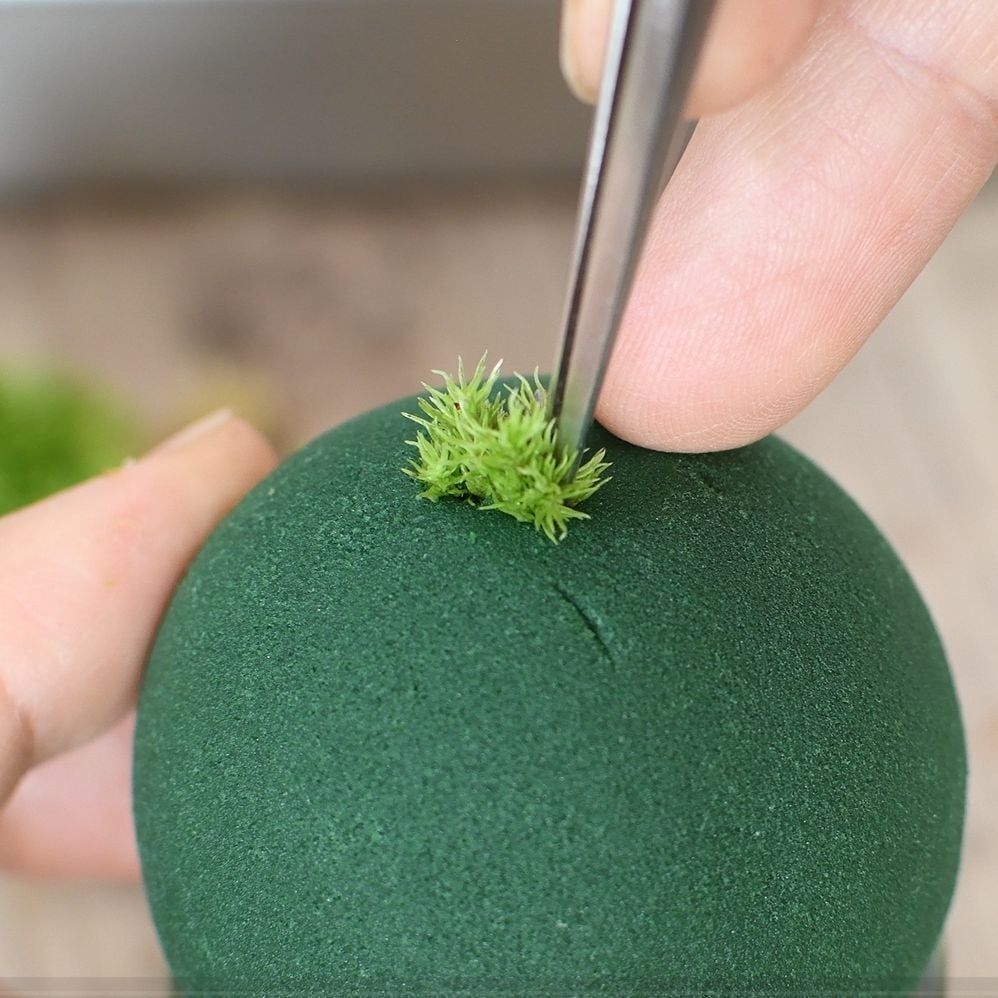 人気　苔ボール 苔玉テラリウムの土台に】アクアボール 直径5cm | 苔テラリウム専門