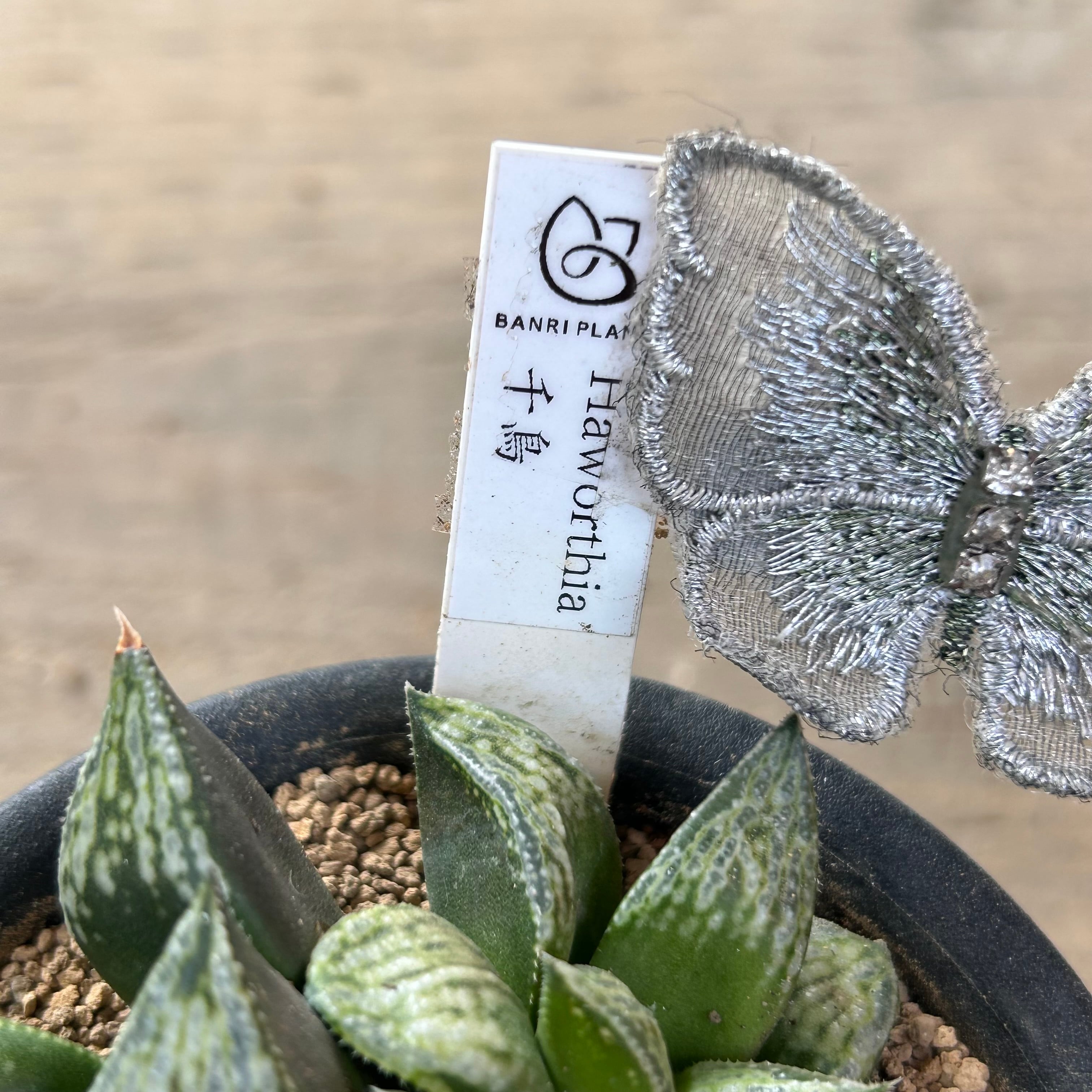 T)千鳥 ハオルチア | RuPo 多肉植物専門店 T)千鳥 ハオルチア | RuPo 多肉植物専門店