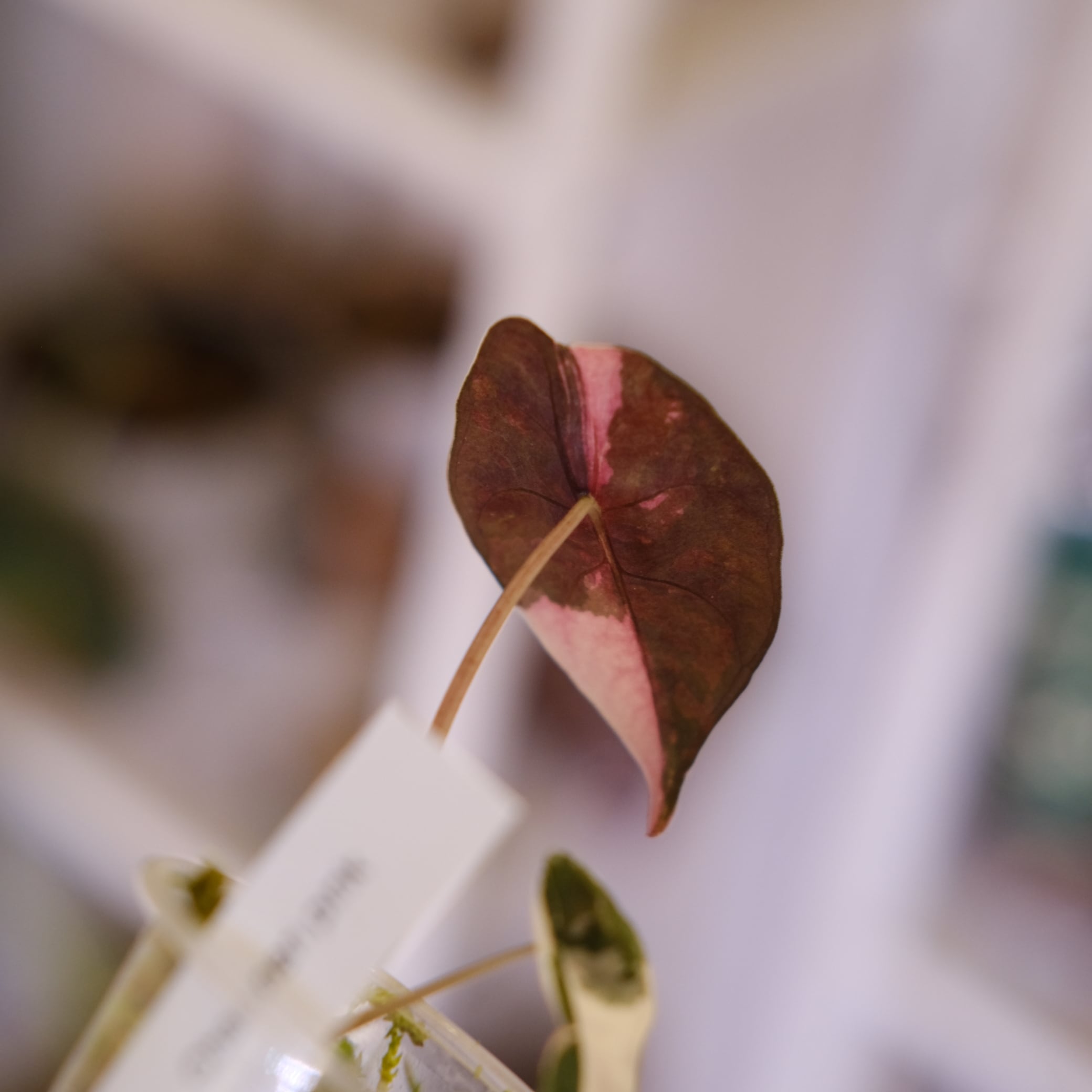 Alocasia chantrieri pink│アロカシア シャントリエリ ピンク⑨│観葉
