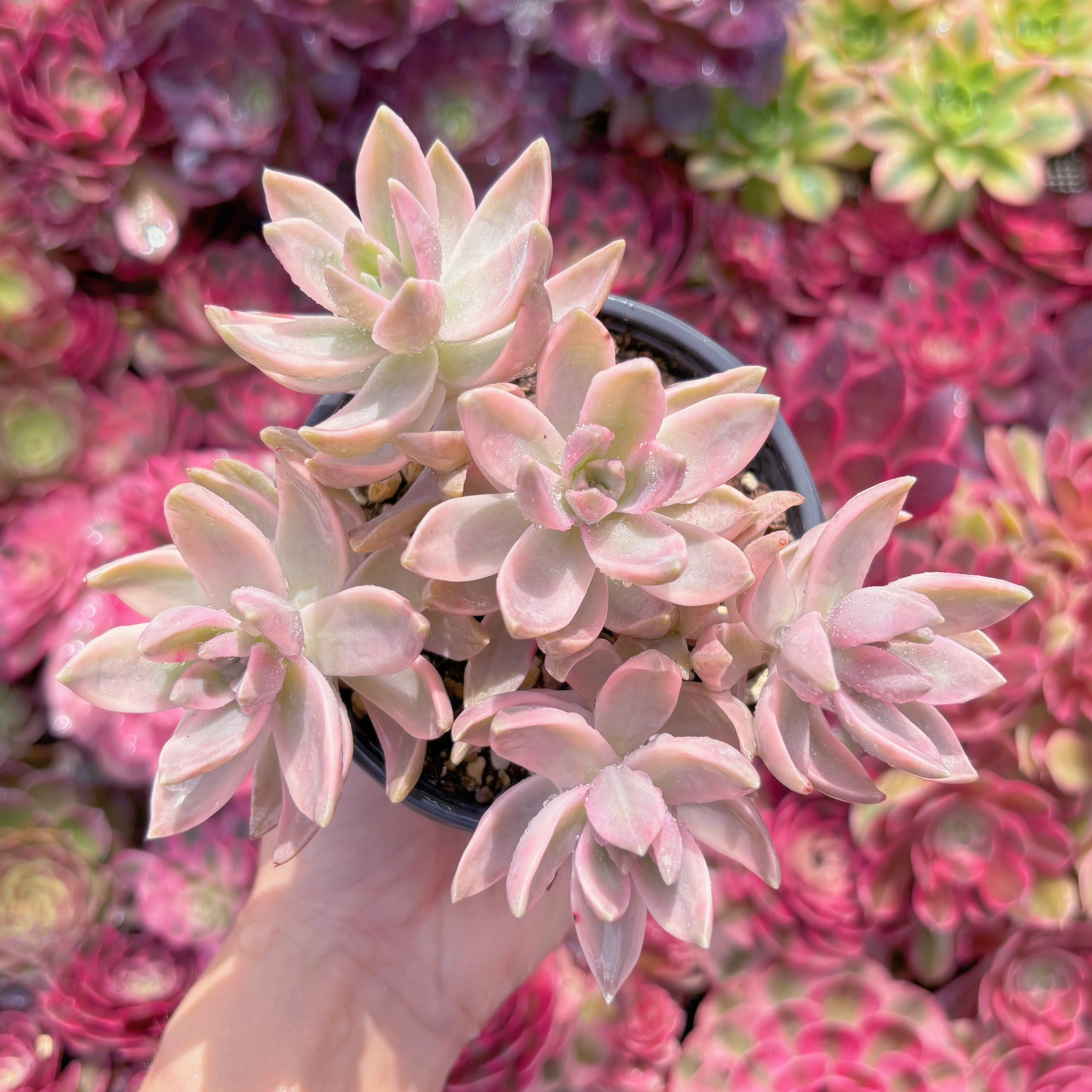 現品　淡羽錦#M070　群生　るる農園