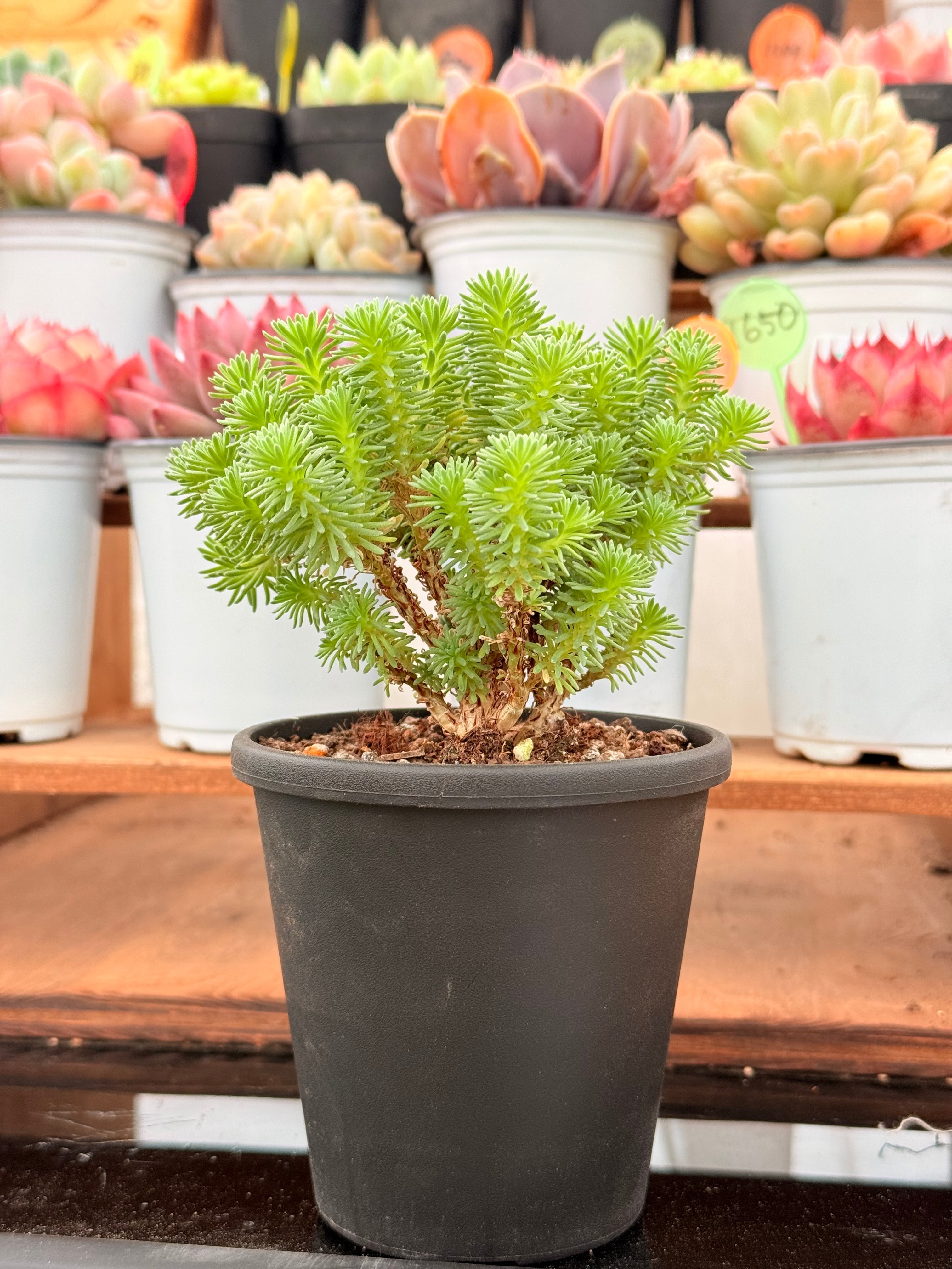 赤四手（アカシデ）盆栽 SS001 | Pay ID