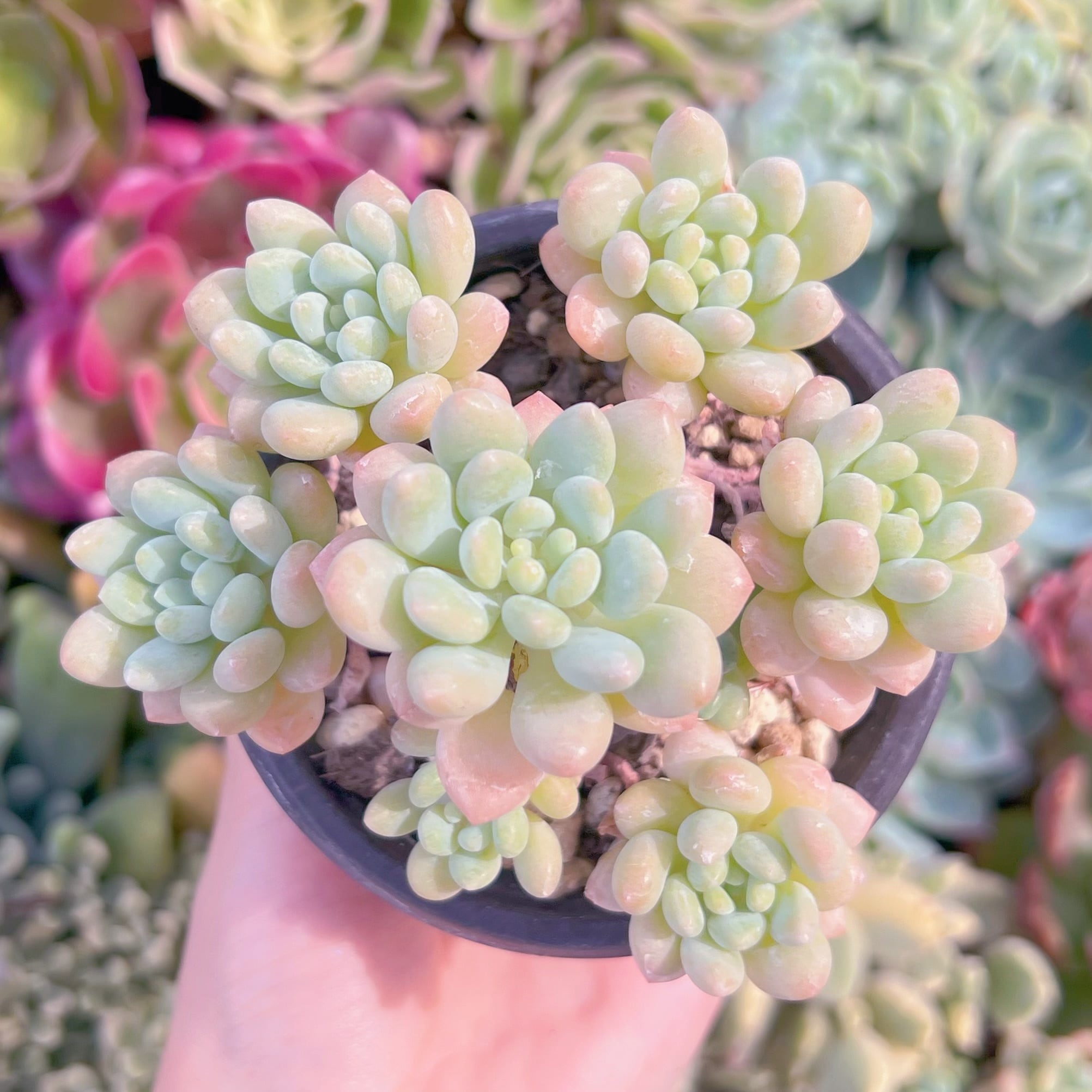 現品　Daphne x ロココ#646  るる農園