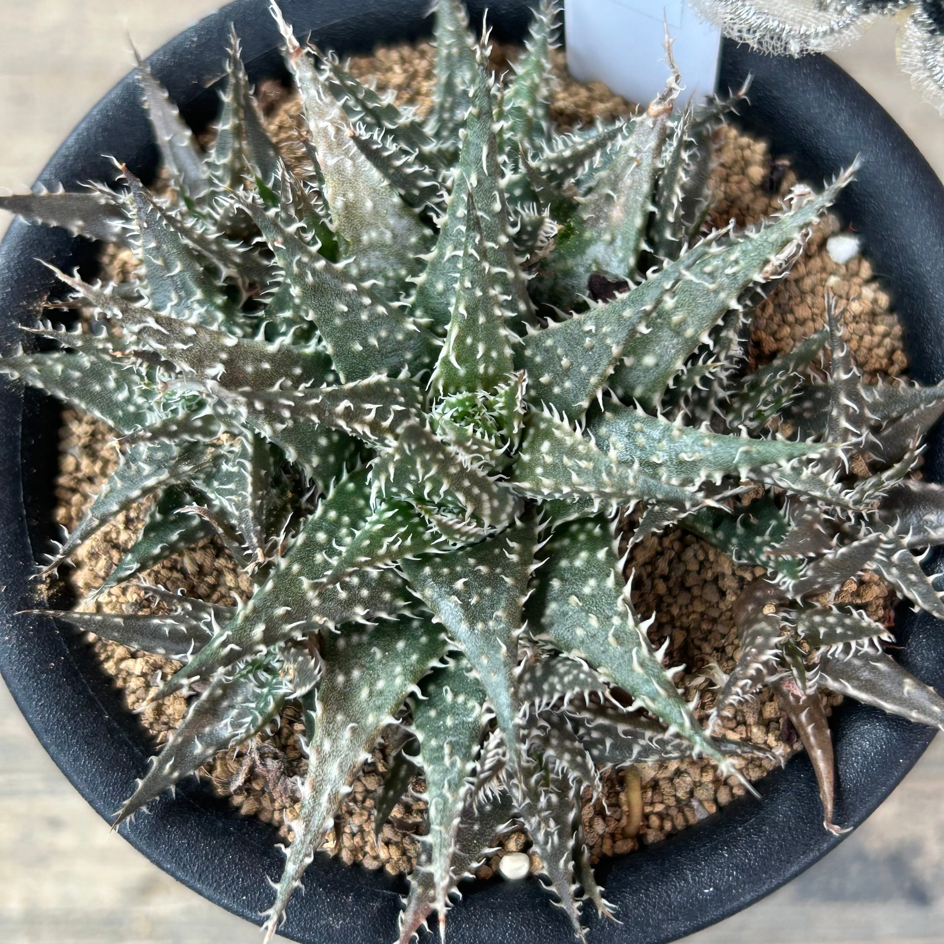 世界最小アロエ ハオルチオイデス | RuPo 多肉植物専門店