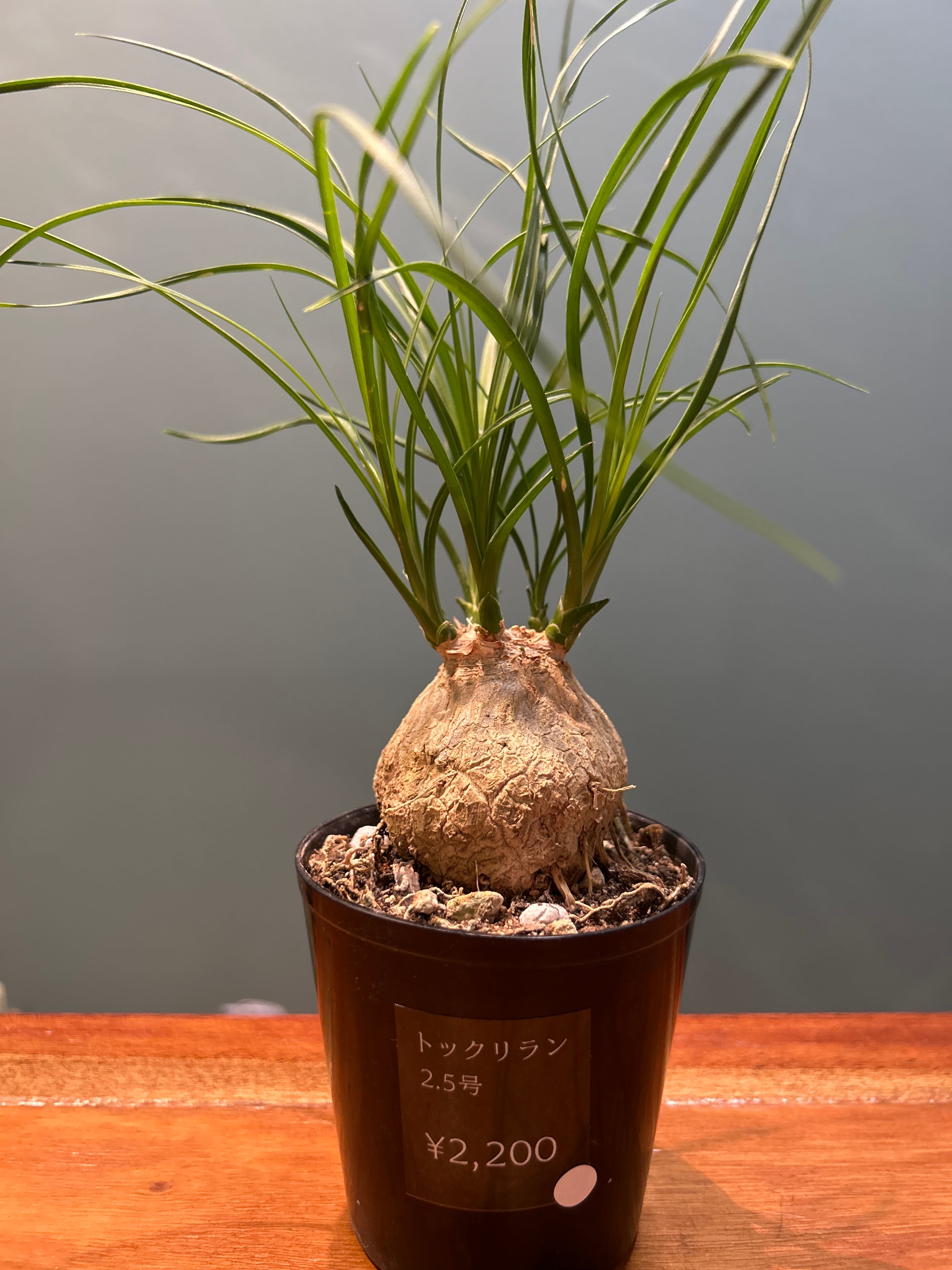 センナ メリディオナリス2.5号 | 植物との暮らし apricot