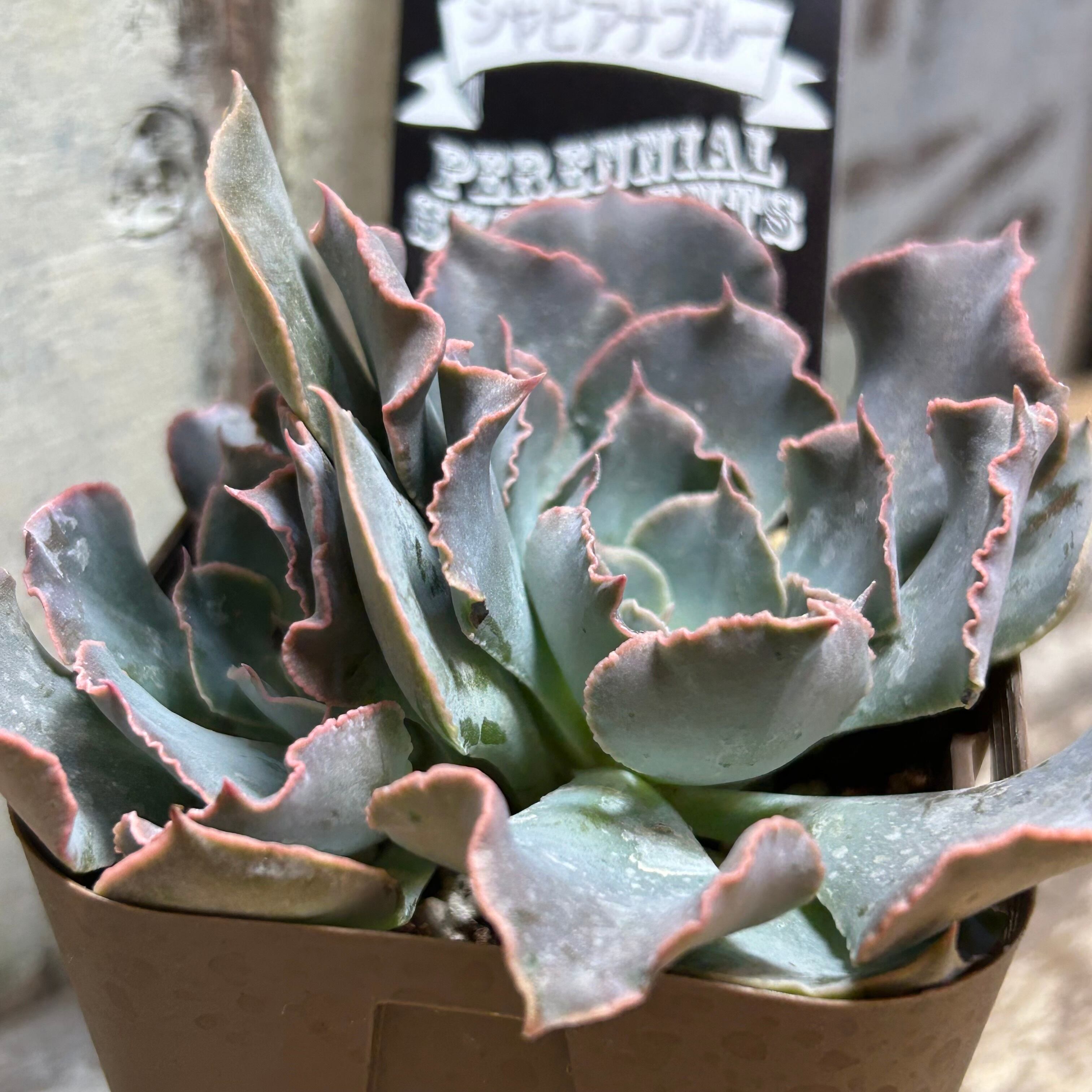 愛様 シャビアナトラフルズ錦 ② 多肉植物 愛様激レア シャビアナ