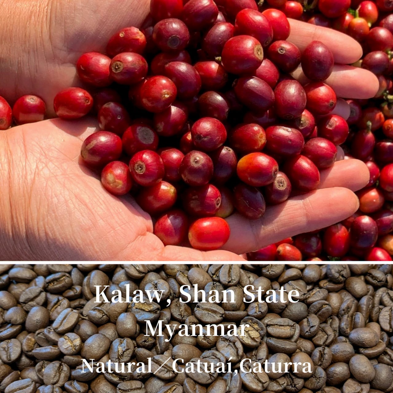 上質なチョコレートの風味｜ミャンマー Kalaw, Shan State - Natural（深煎り）コーヒー豆／粉