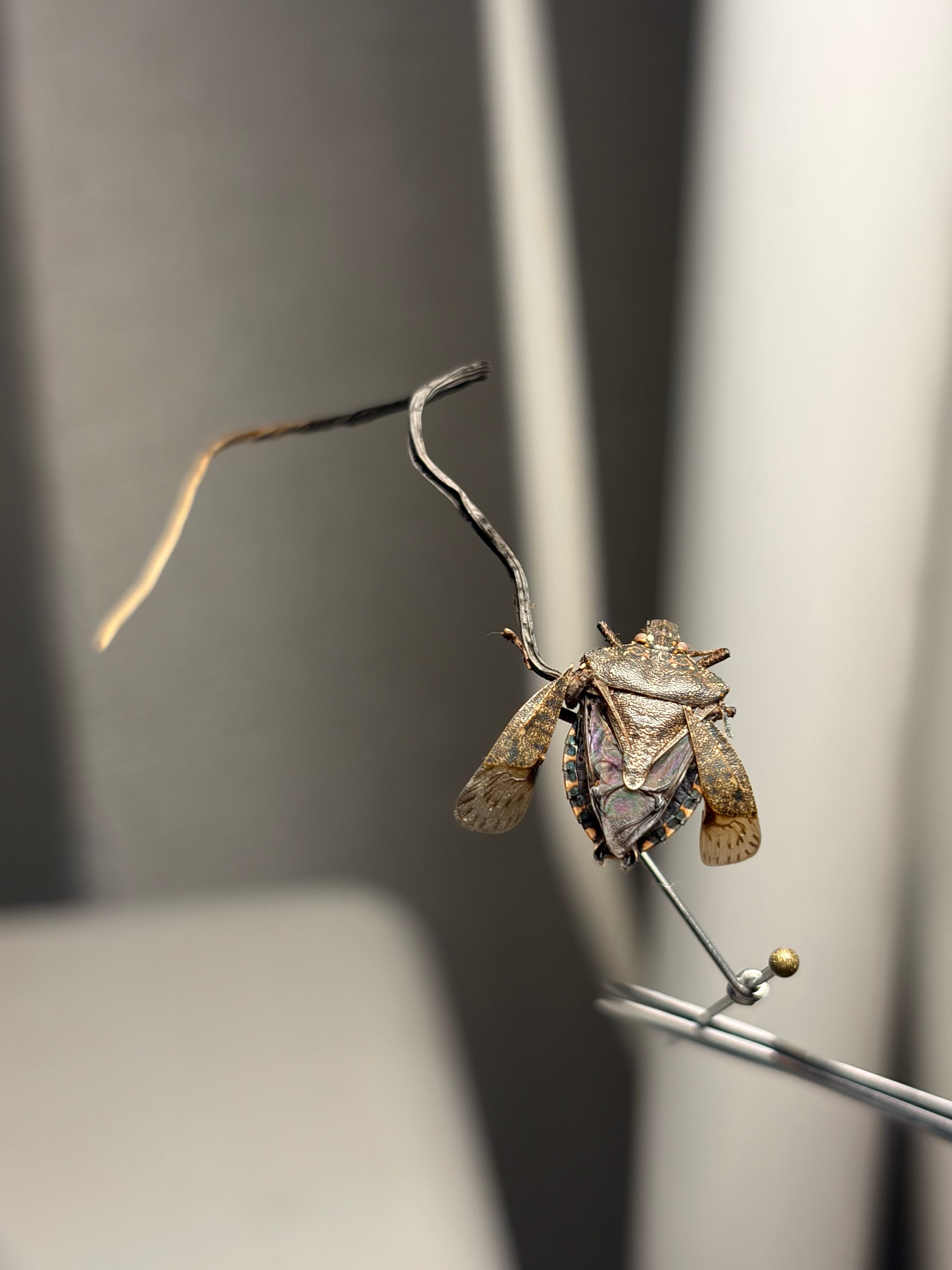国産亀虫茸】 カメムシタケの標本 冬虫夏草 標本 | オモニキチュウ