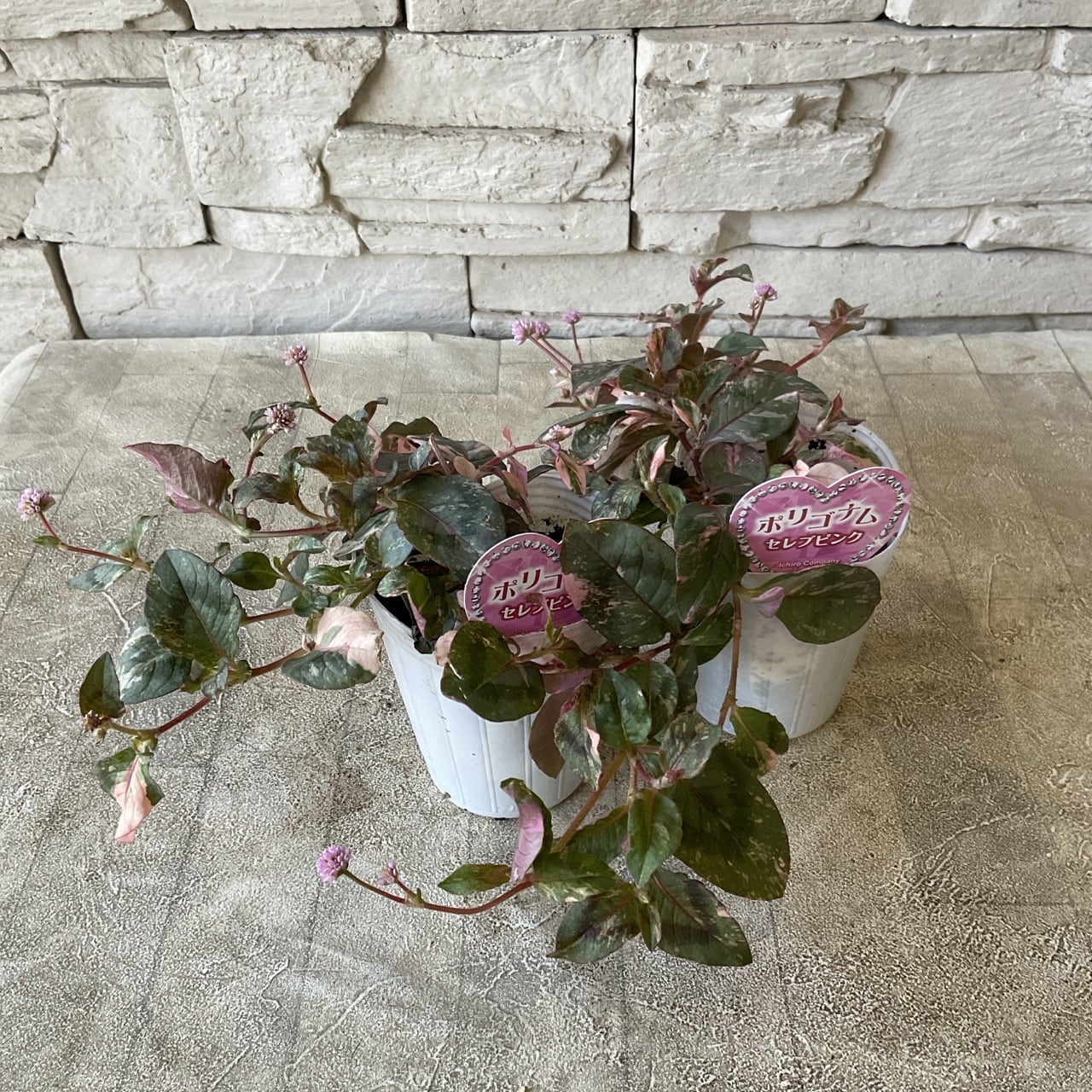 リーフ | 橋本種苗園