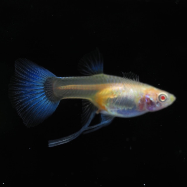 【現物】RREAラズリーネオンタキシードリボン　若魚1カルテット＋おまけ1カルテット