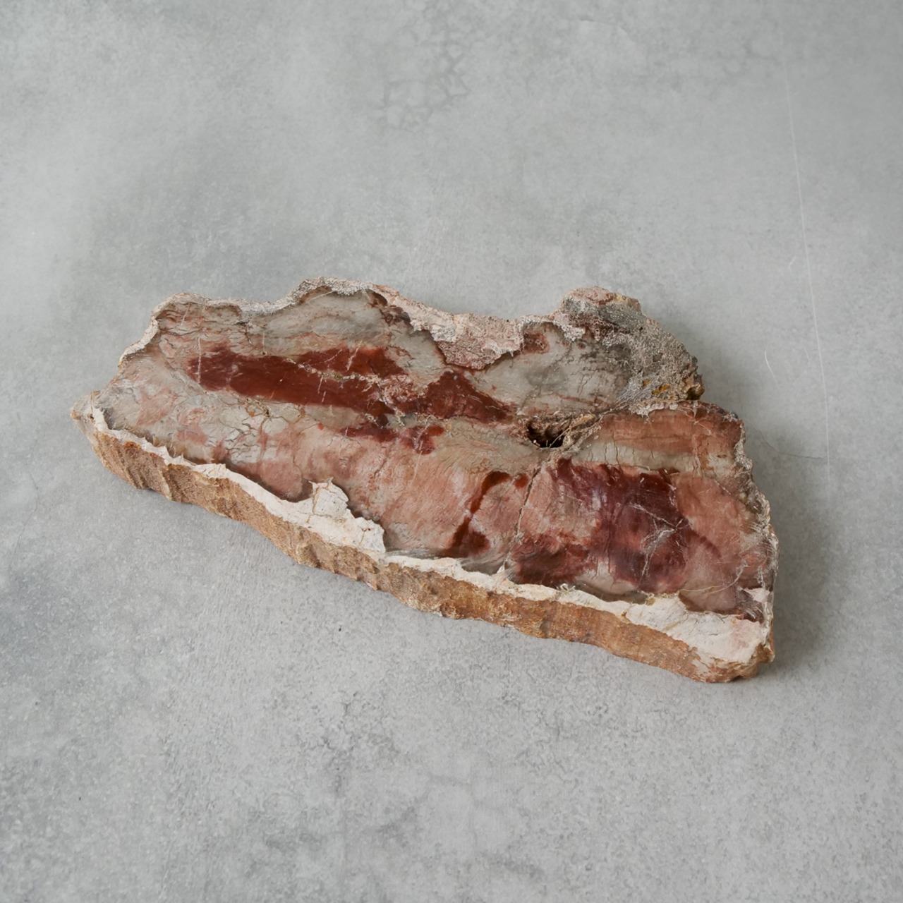 ペトリファイドウッド / スライス プレート【1】