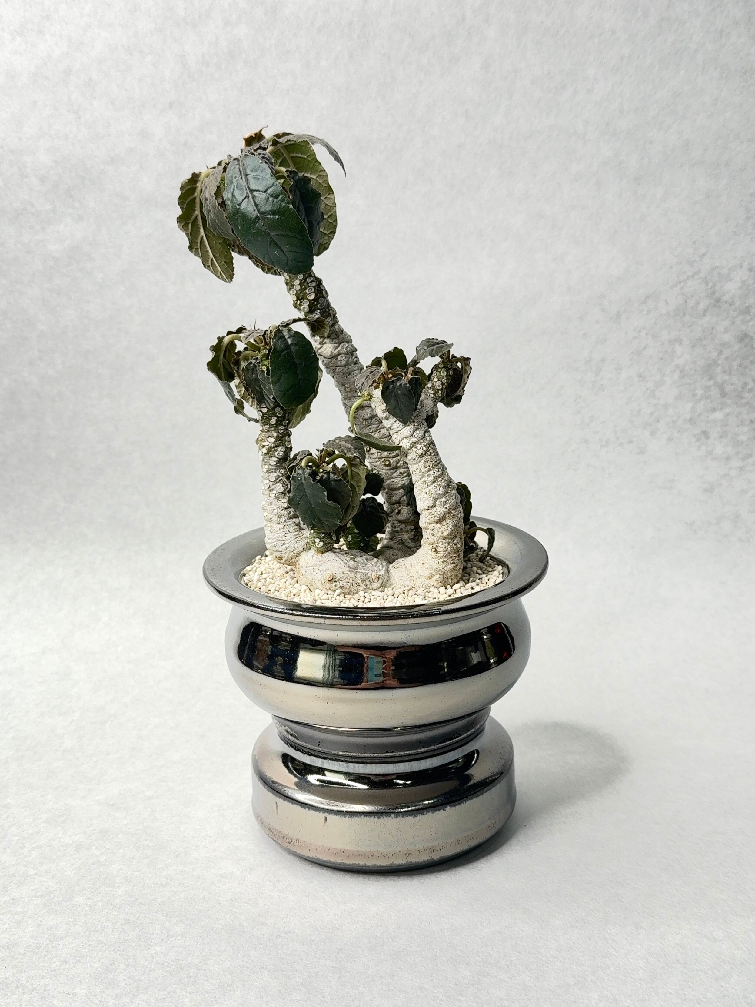 ドルステニア・フォエチダ