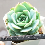 抜き苗 スアベオレンス Sedum suaveolens