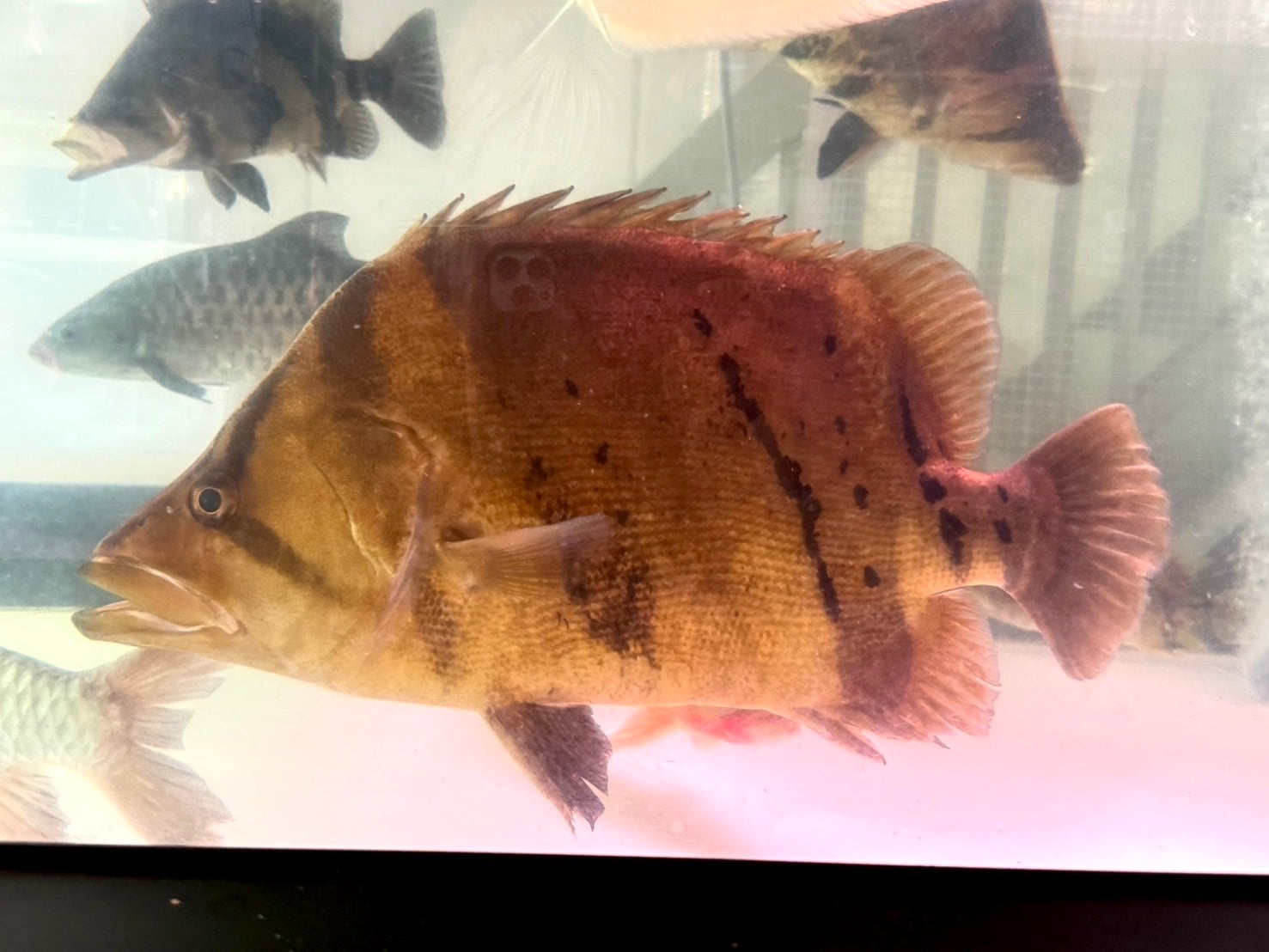 J01 ダトニオリアルバンド 61㎝前後 巨大ダトニオ 状態良好 引取or納品