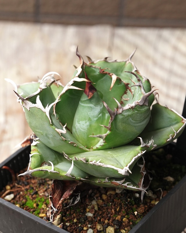抜き苗 アガベ チタノタ 白鯨 Agave titanota 'Hakugei'
