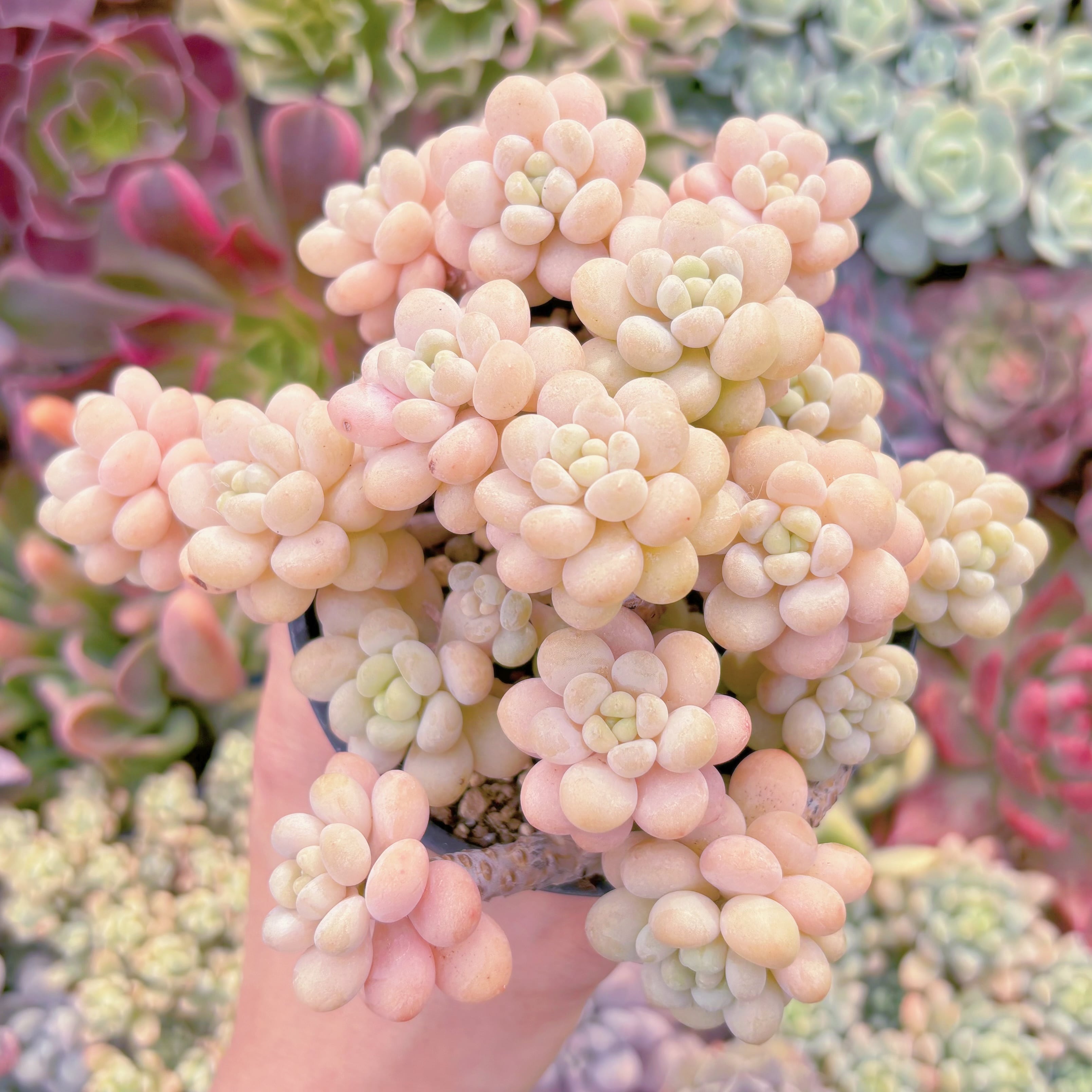 現品　ストロベリーミルク#724    大群生　るる農園