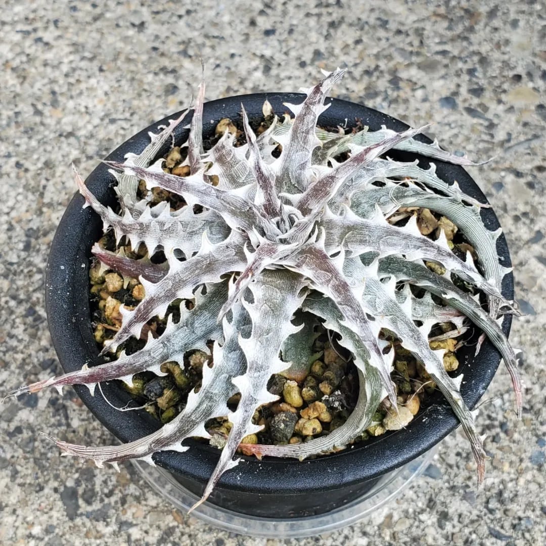 ディッキア　ケスウィック超巨大群生株 ディッキア ケスウィック超巨大群生株 ディッキア ケスウィック超巨大