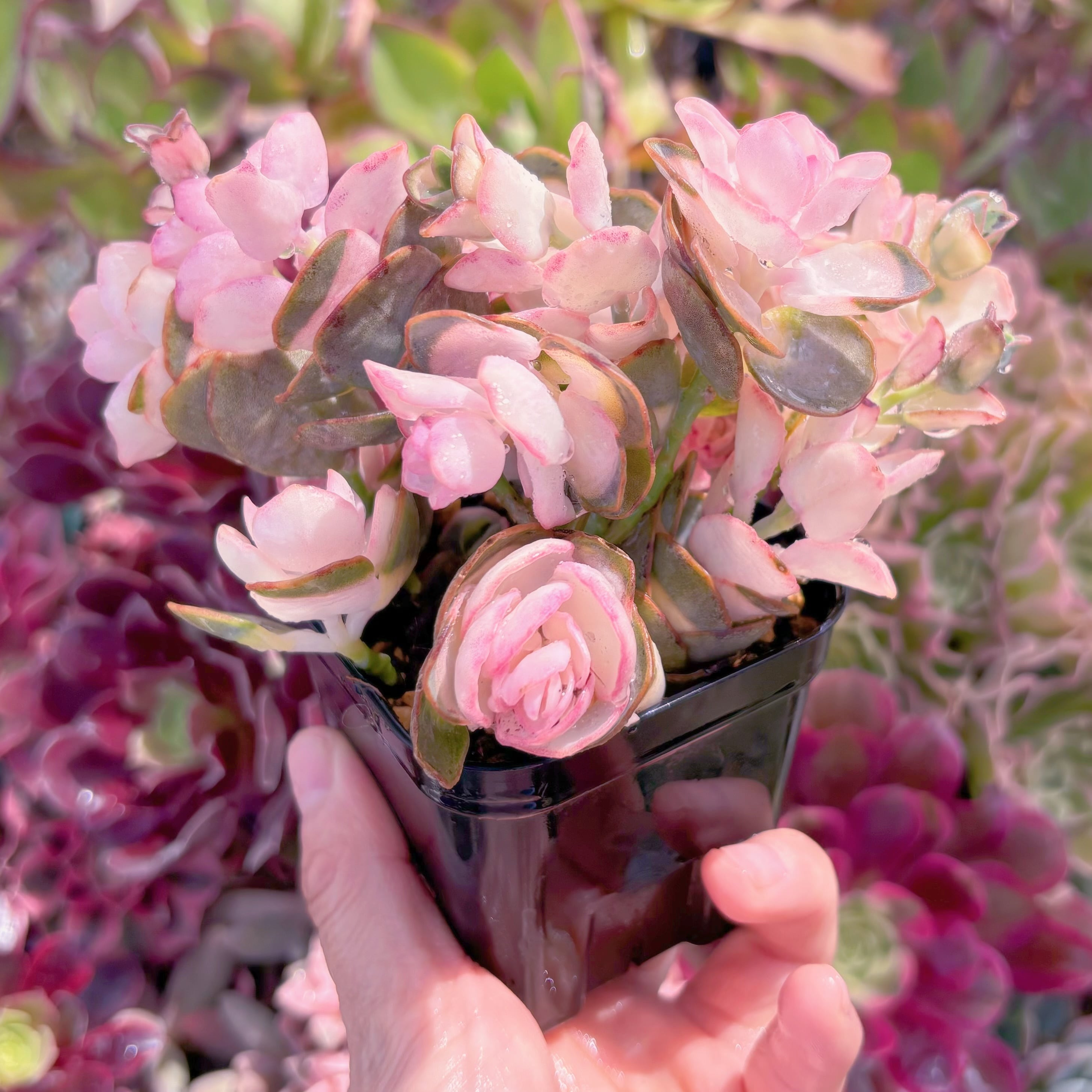 現品　白姬之舞錦#244　るる農園