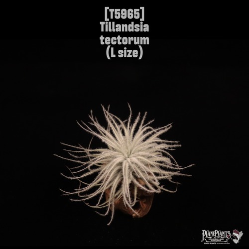 Tillandsia tectorum L〔ティランジア〕T5965