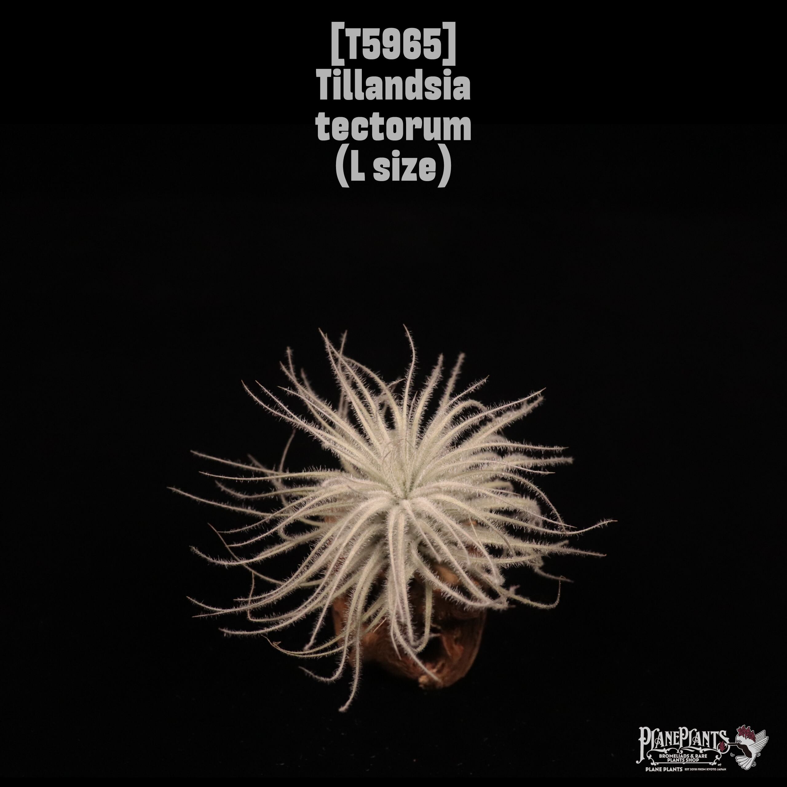 Tillandsia tectorum L〔ティランジア〕T5965