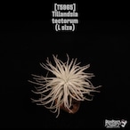 Tillandsia tectorum L〔ティランジア〕T5965