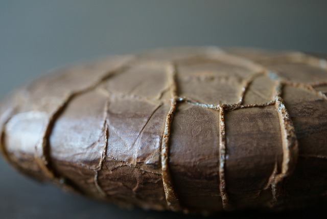 ゴビ砂漠産亀甲石　Gobi Turtleback Stone