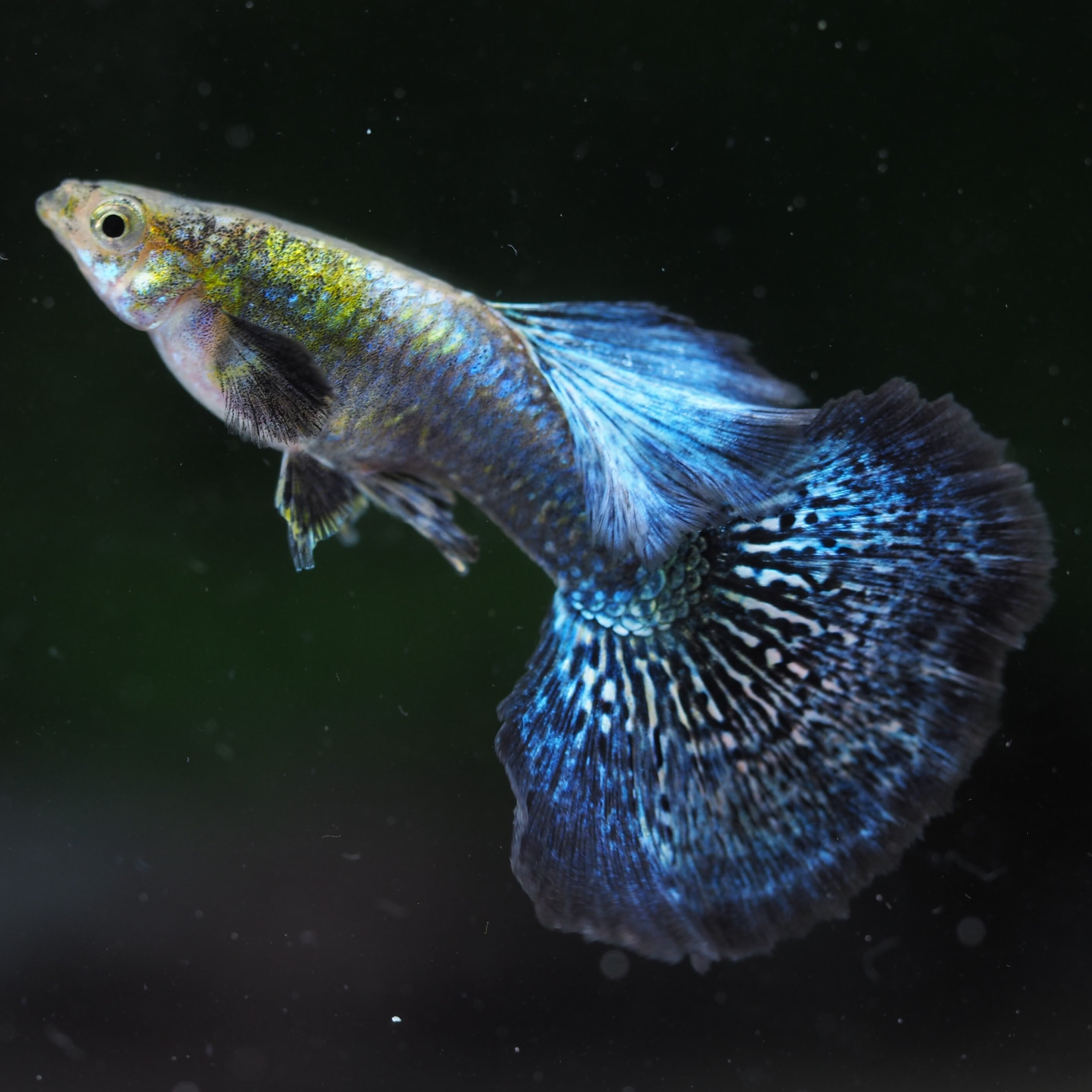 めだか ドラゴンブルー ♂1♀2 3匹セット