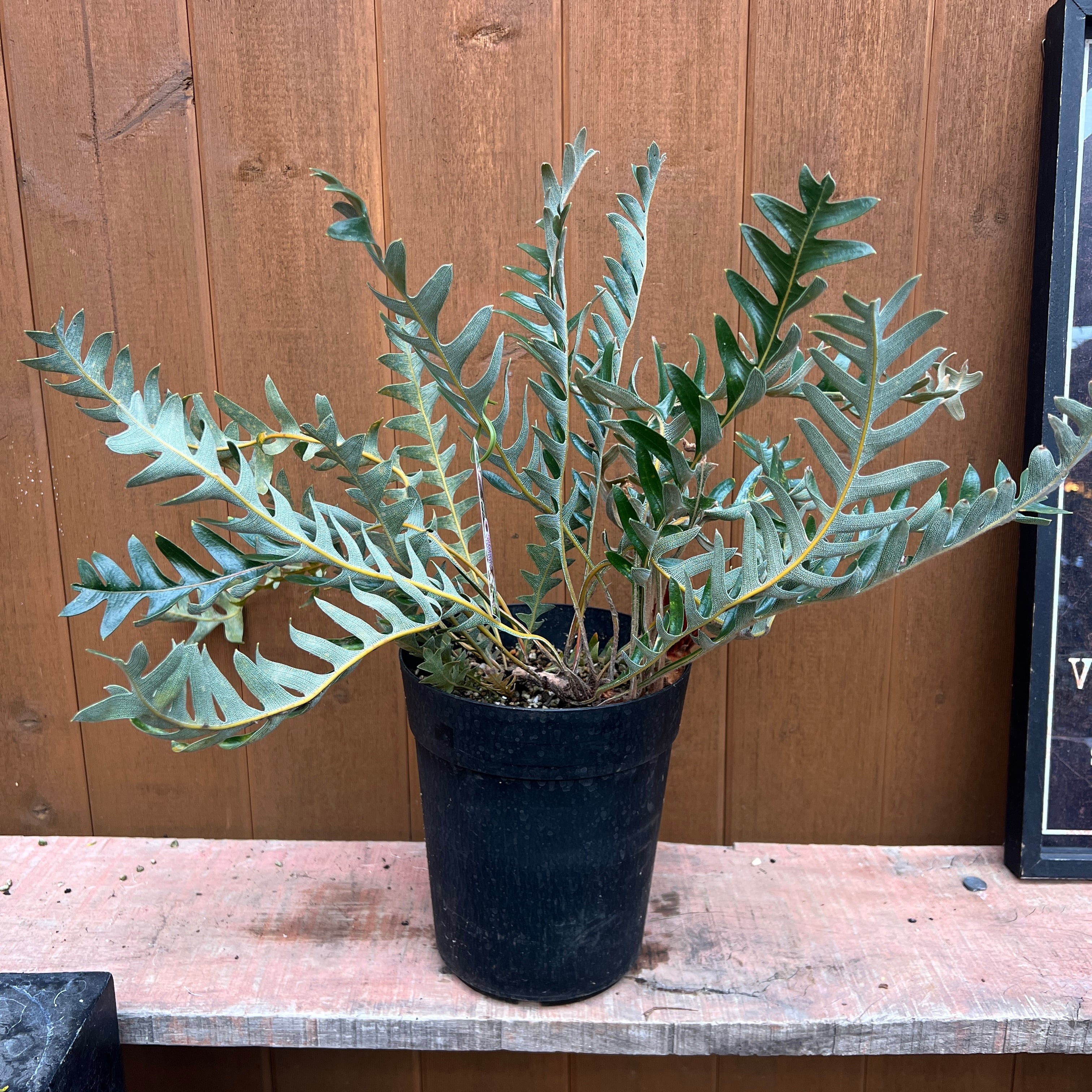 ジョーイセルリア ブラッシングブライド③ | 沼ノ上農園