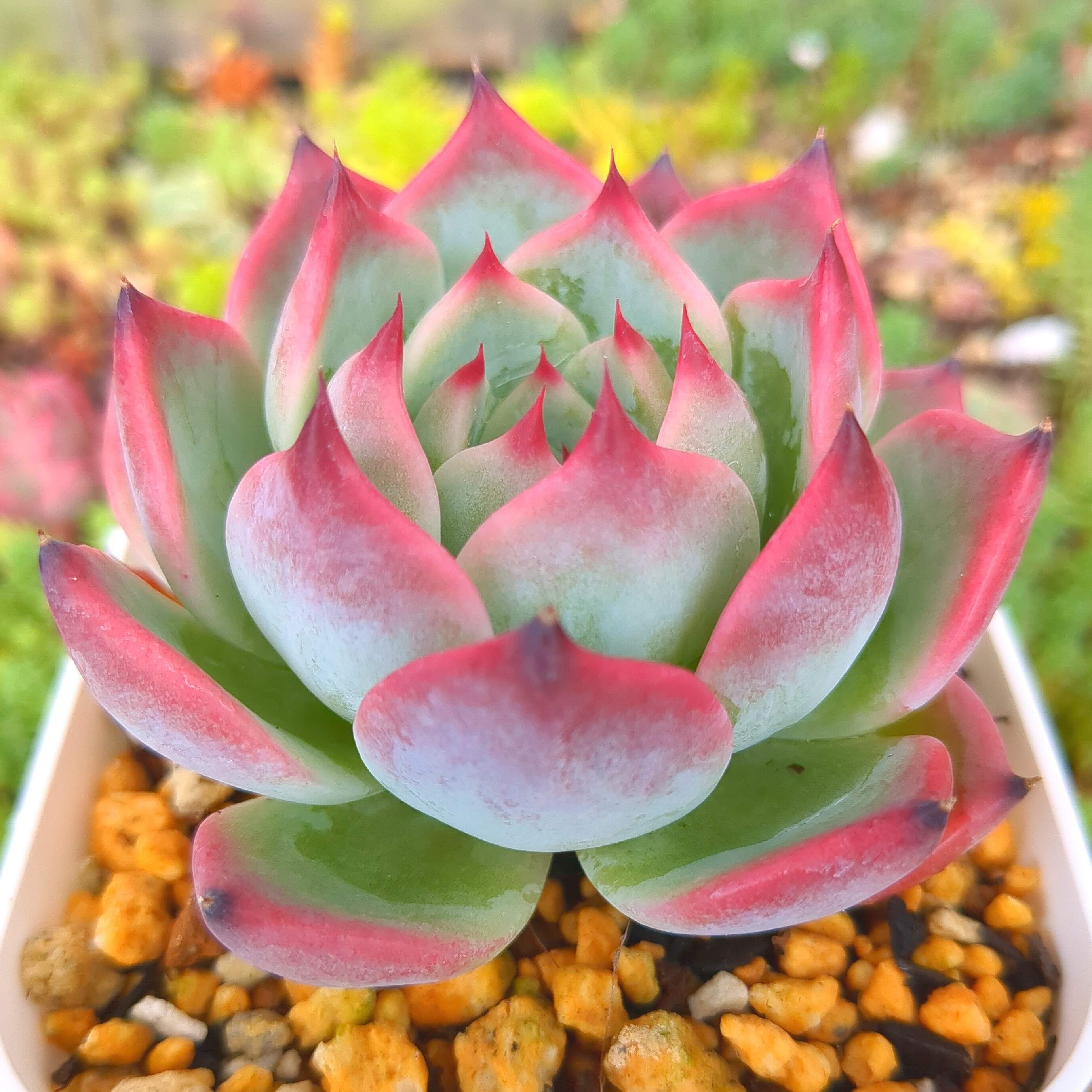 エケベリア 桃太郎(抜き苗) | 多肉植物のネットショップ ST Farm エケベリア 桃太郎(抜き苗) | 多肉植物のネットショップ ST Farm