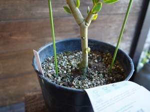 【現物】プロテア "ピンクパール"