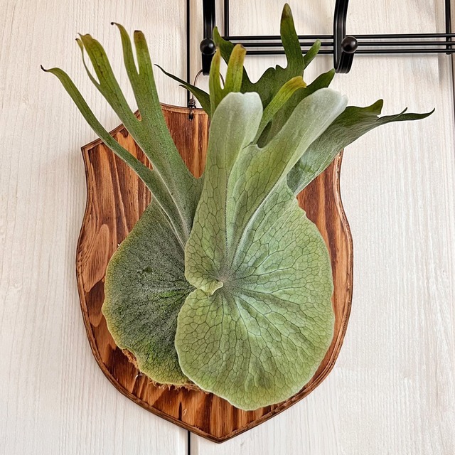 ビカクシダ グランデ 板付 【観葉植物 壁掛け コウモリラン】