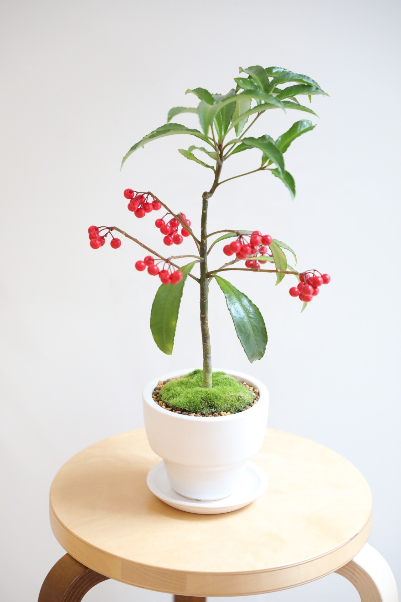 【M】万両/Ardisia crenata