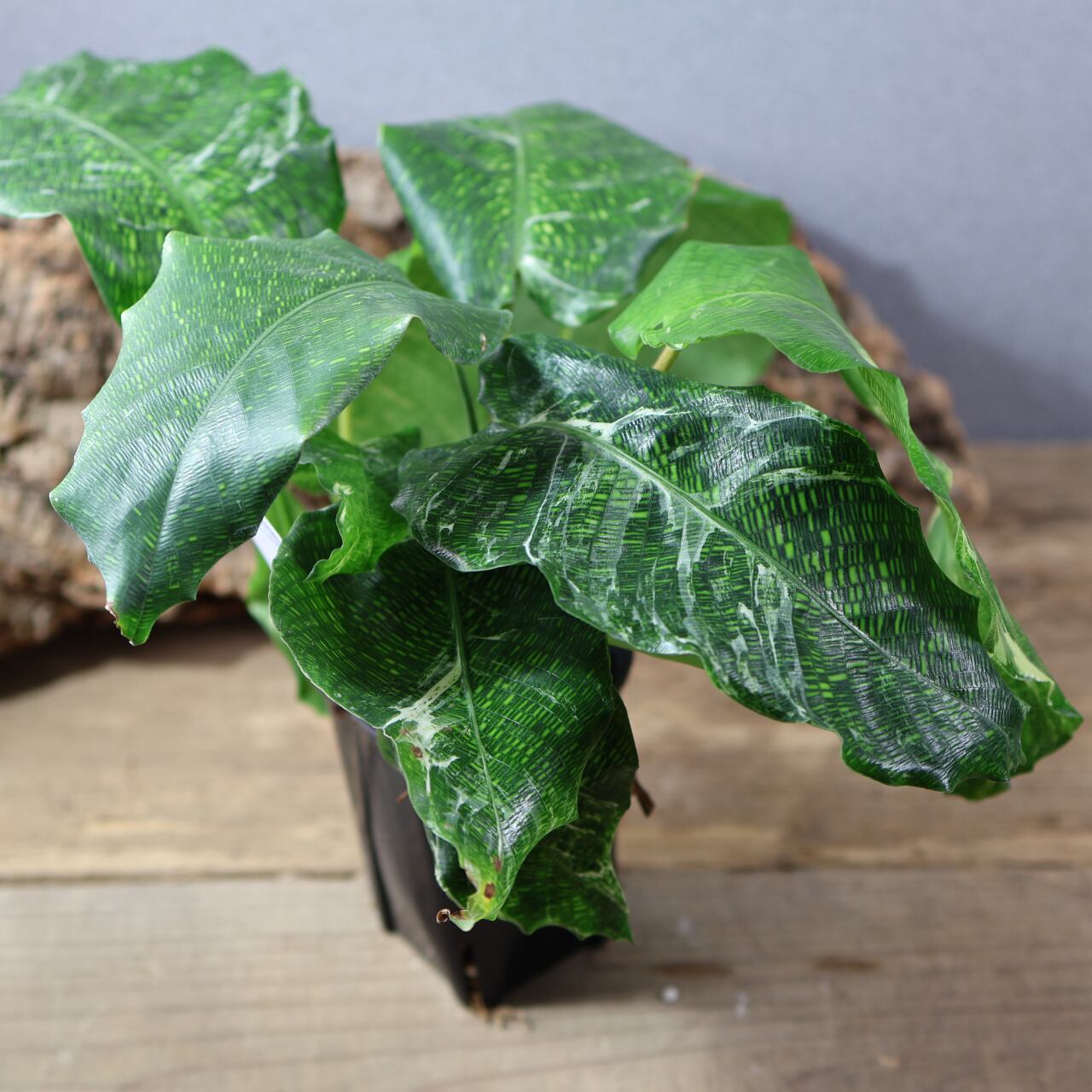 ALL ITEM | MARX PLANTS | 観葉植物・多肉植物・塊根植物