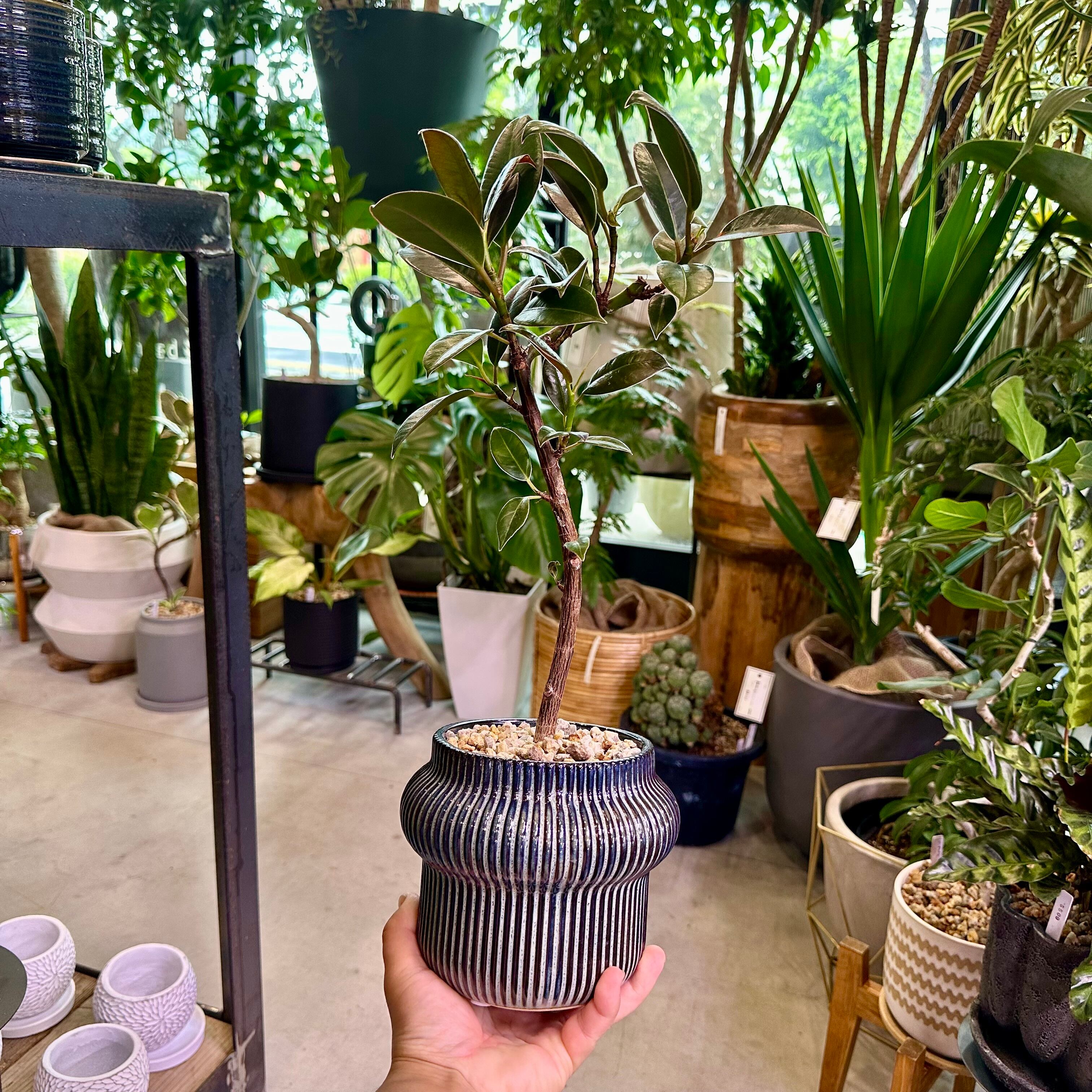 フィカス・エラスティカ | barrelplants_BONSAI