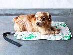 Dog cafe mat Fsize / Green