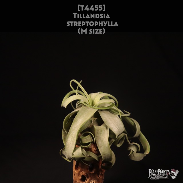 【送料別】Adenium Thai Arabicum "Black" (3.5pot size) 〔アデニウム〕現品発送AD004