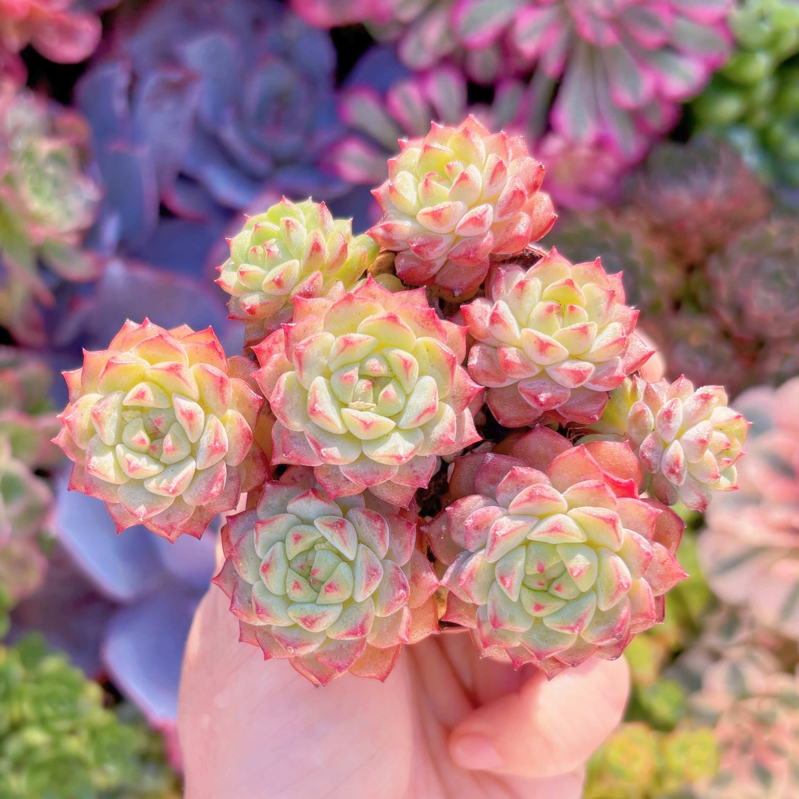 多肉植物　パンダフェス　群生　新入荷　るる農園