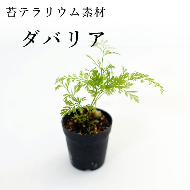 ダバリア （シダ植物）　苔テラリウム作製用素材