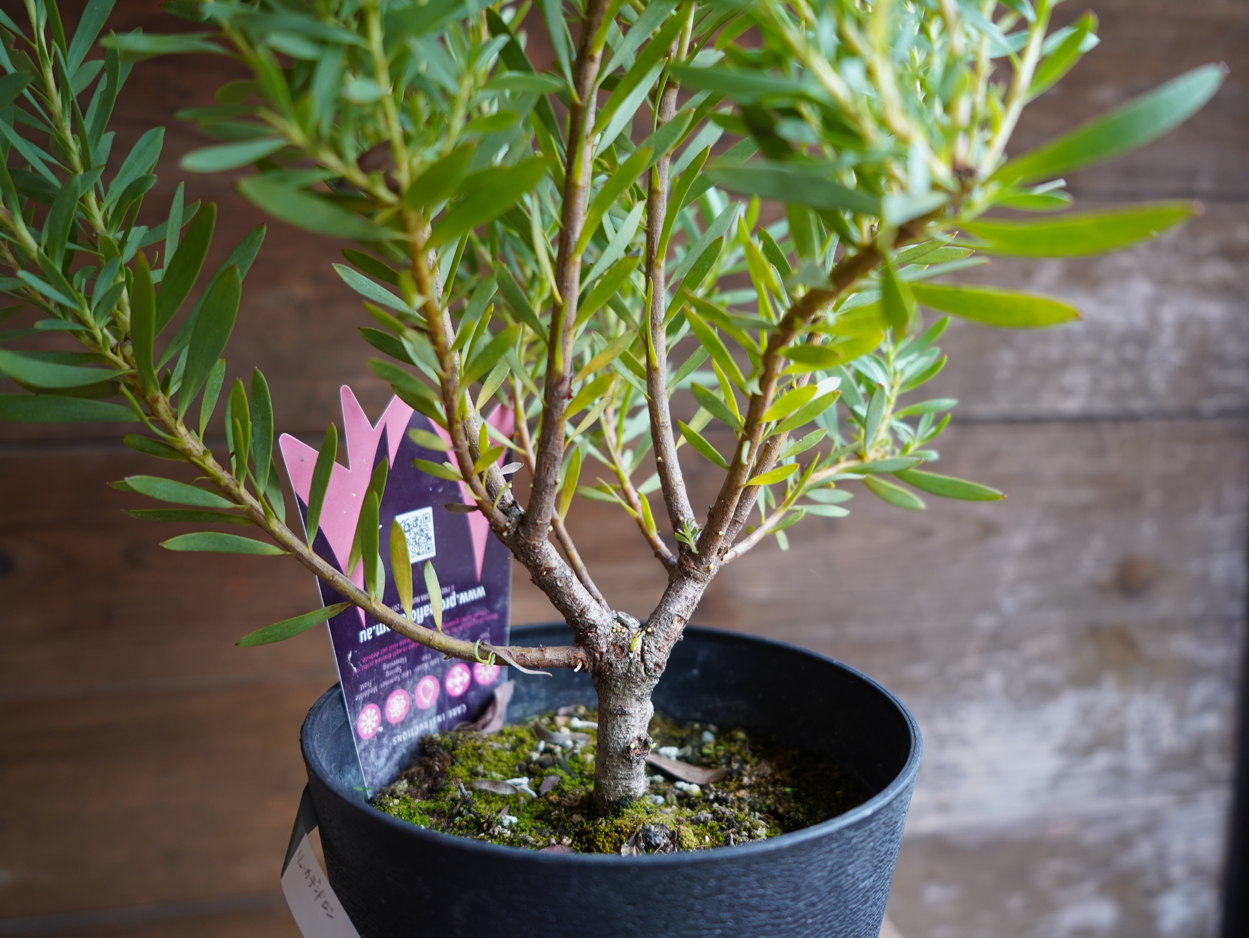 【現物】リューカデンドロン　”Harlequin”