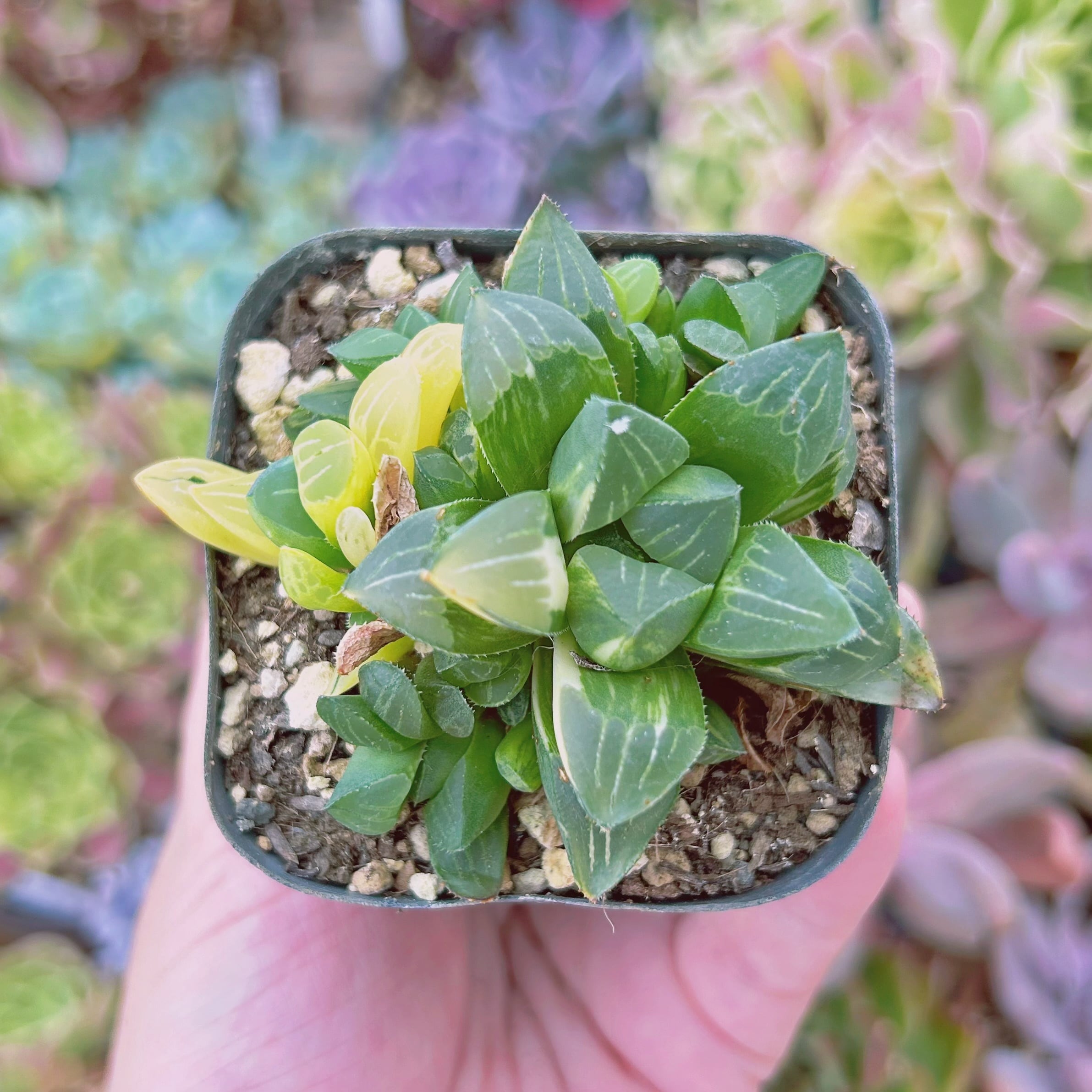 #276現物　多肉植物　姫寿錦　抜き苗