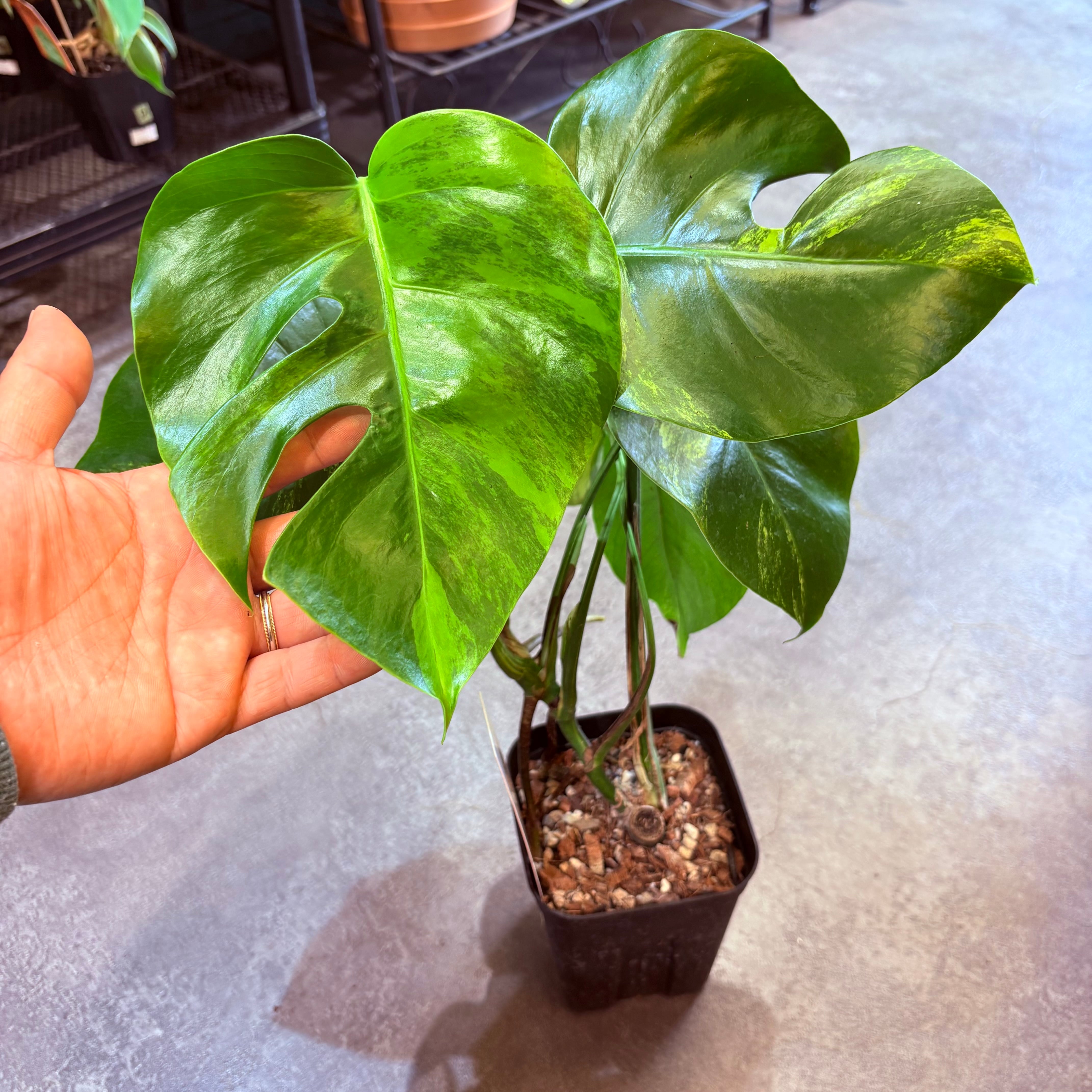 モンステラ ボルシギアナ オーレア 4号【A】 | Green Vibes 宇都宮市の