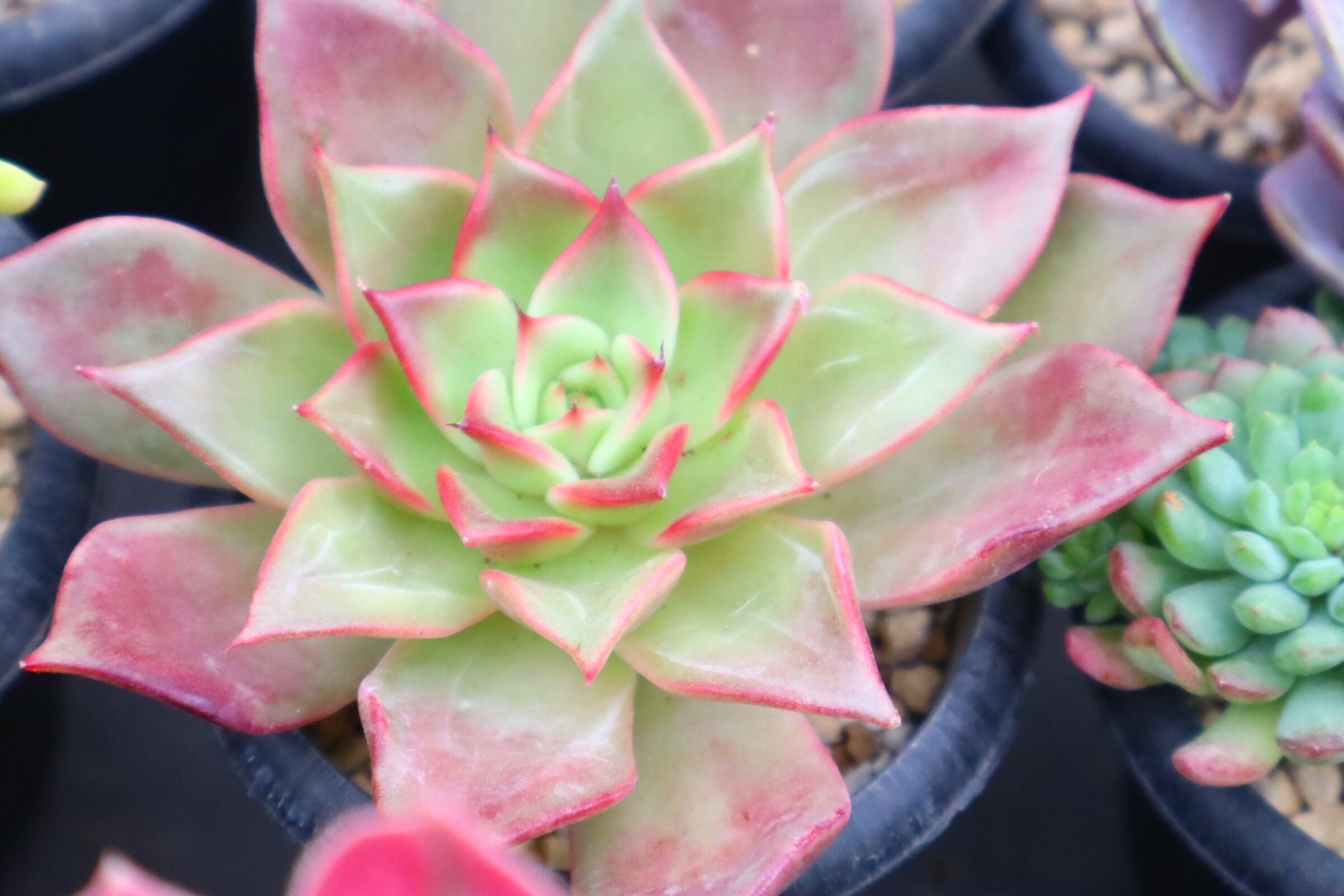 778.アエオニウム・LoveGod | 二代目大和高原の多肉屋