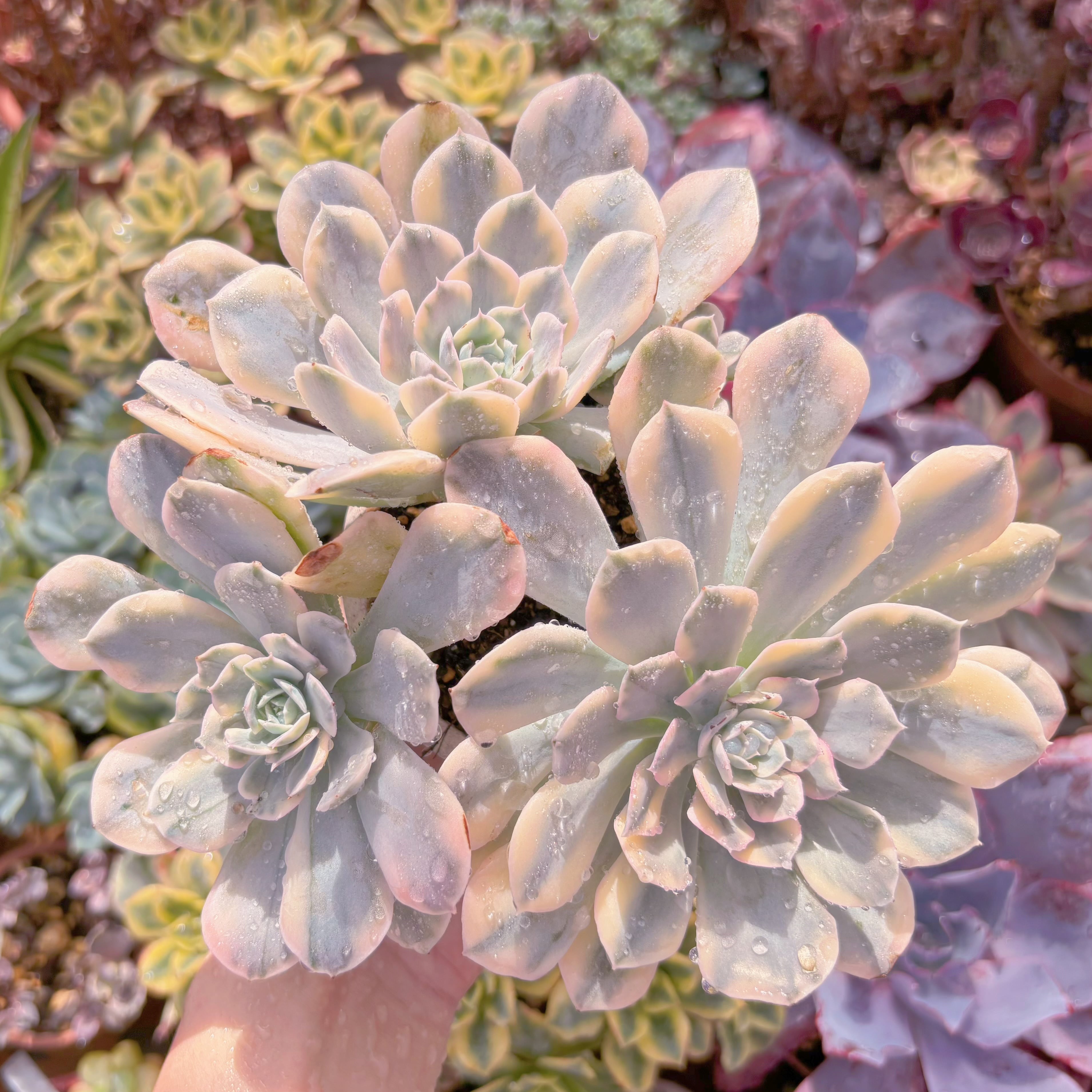 現品　ルヨンニ錦#639　大群生　るる農園