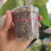 【希少な交配種】アンスリウム・ワロクアーナム × レガレ / Anthurium warocqueanum × regale / 観葉植物<育て方・花言葉>