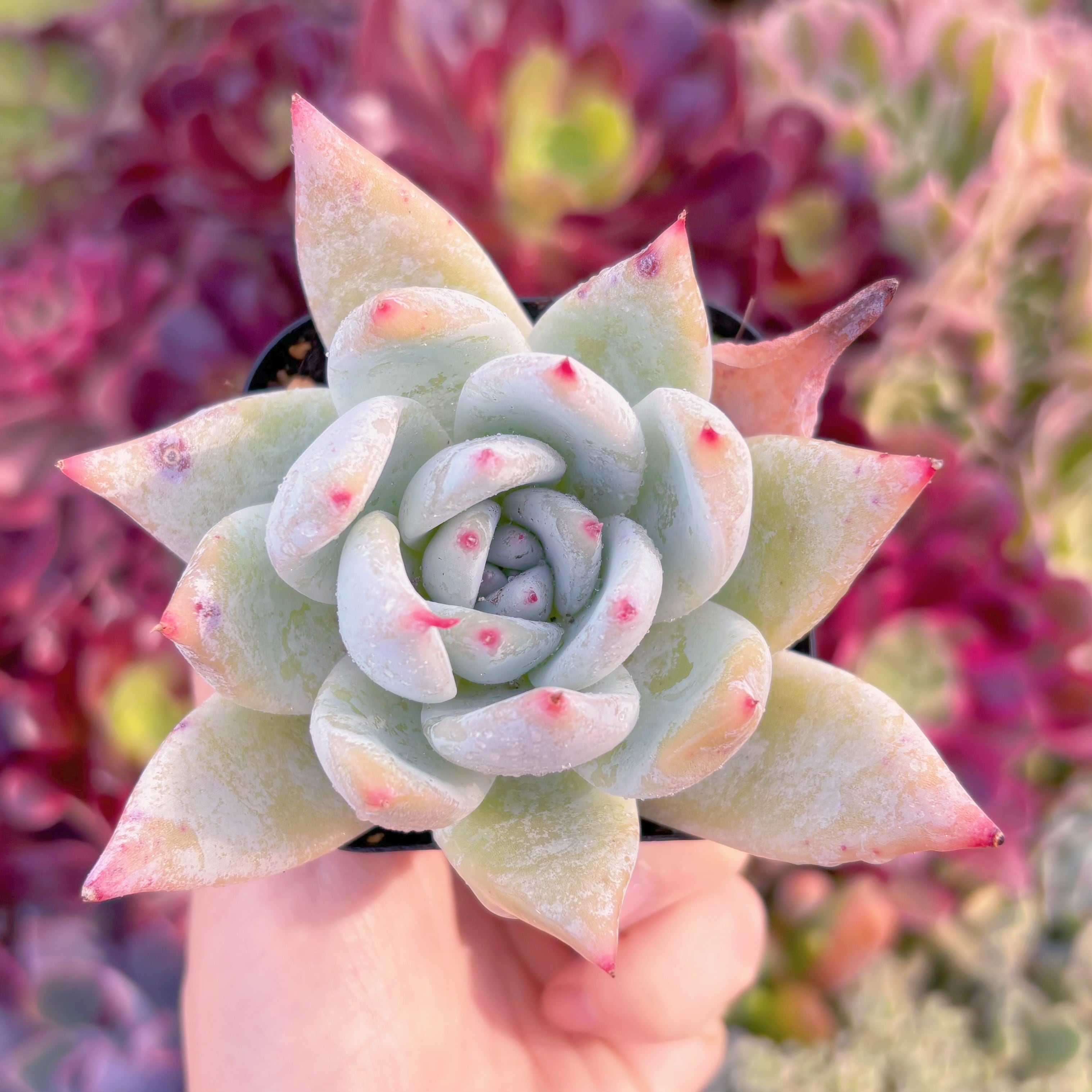 現品　シロクマ#663    古株   るる農園