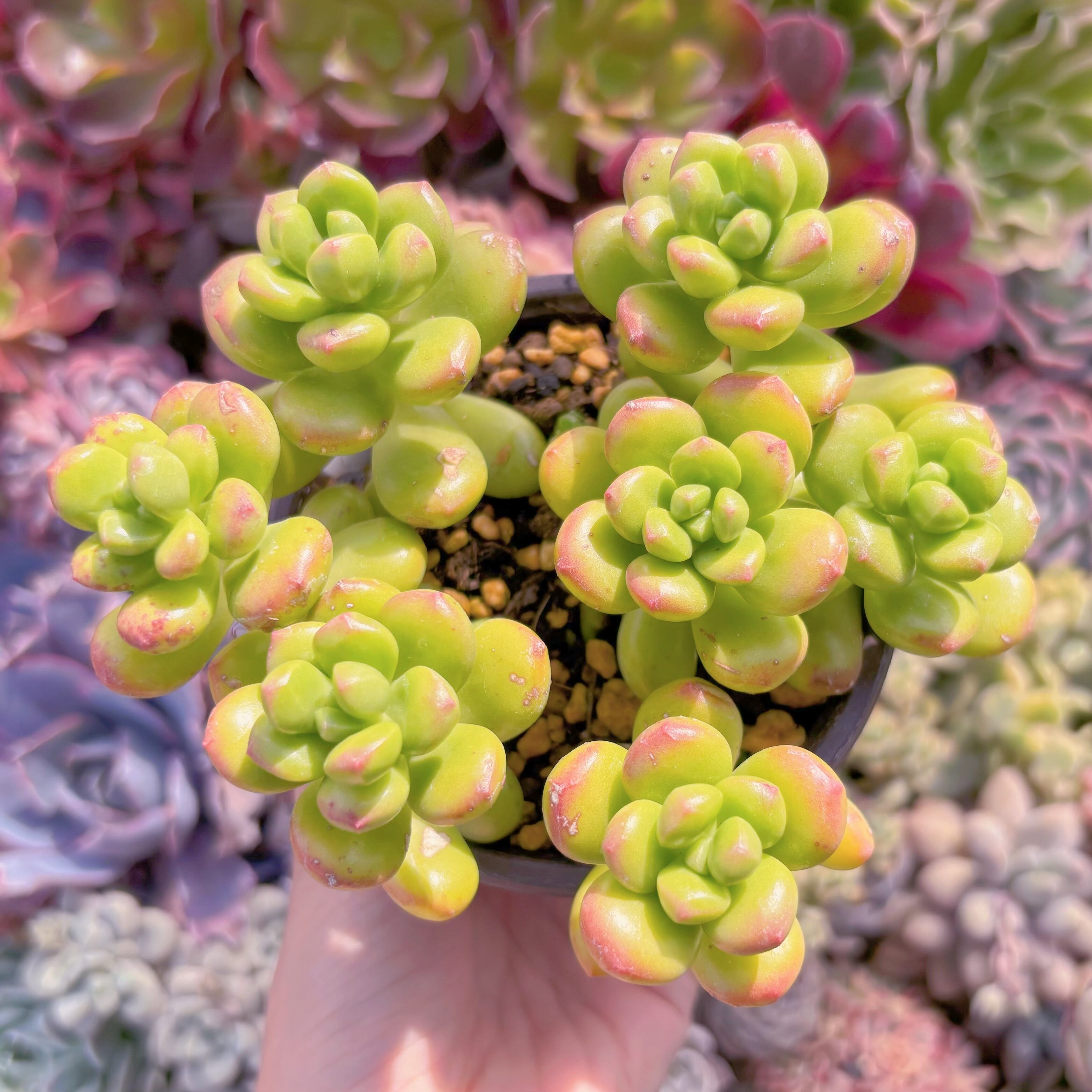 現品　丸葉松の緑#609　るる農園