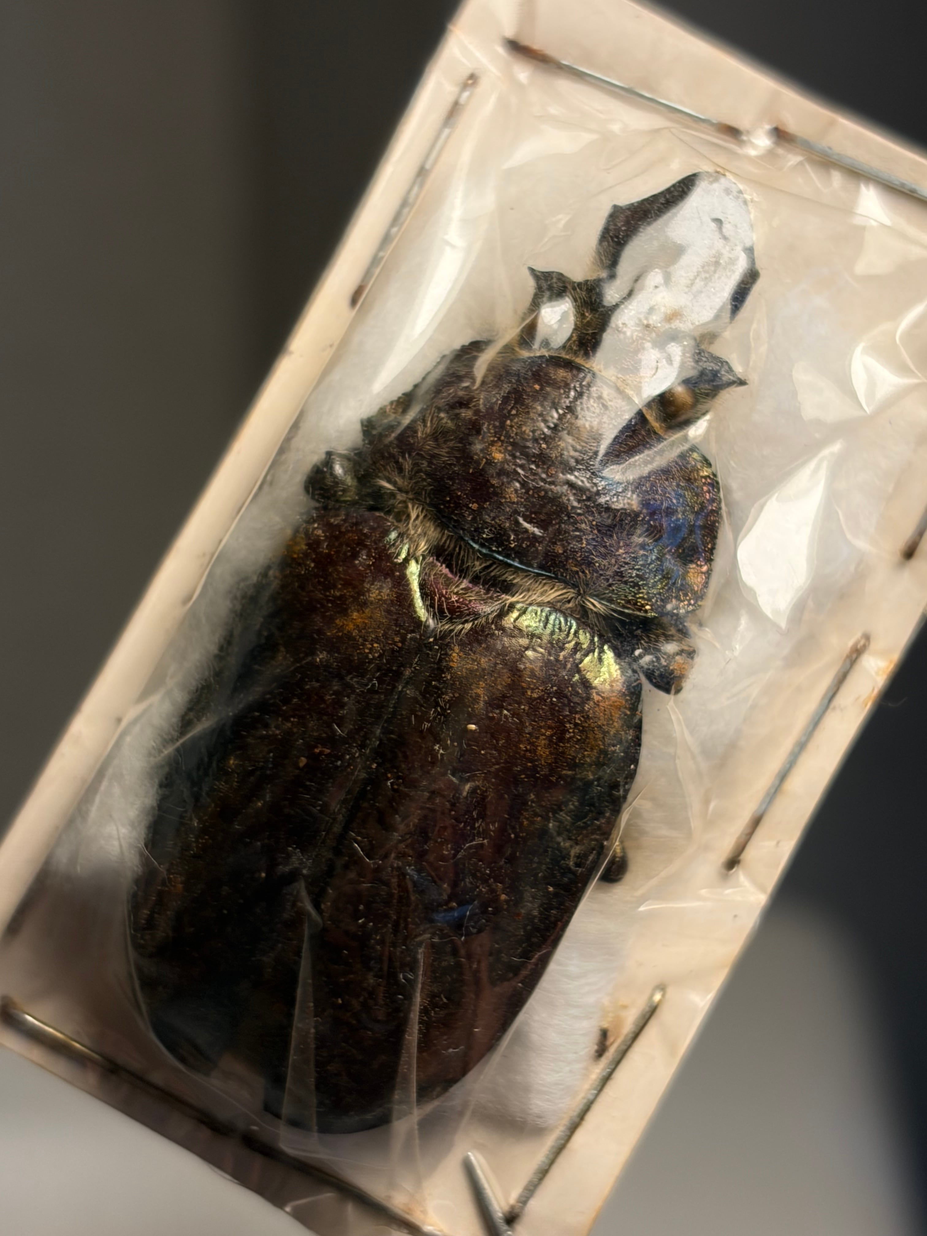 10mm】起毛感のある体が分厚い南アフリカのアシナガコガネ 標本